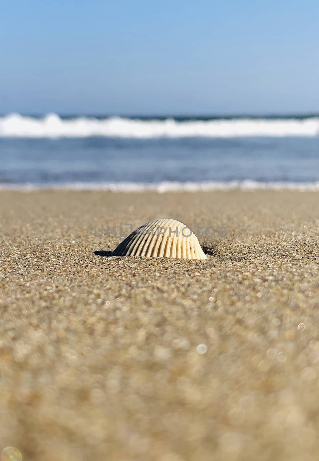 Beautiful view of seashell found in the beach sand during summer season