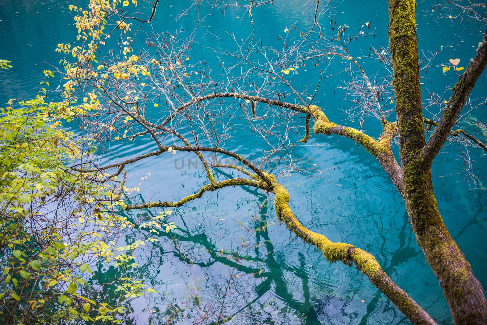Amazing colors of mossy tree and deep lake at Jiuzhaigou Valley National Park, China