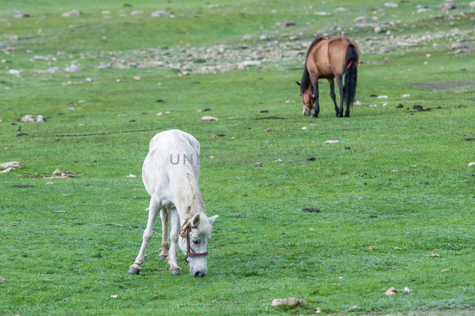 White and brown Nepalese horses graze at uphill pasture near the nomad camp. Upper Mustang. Nepal.