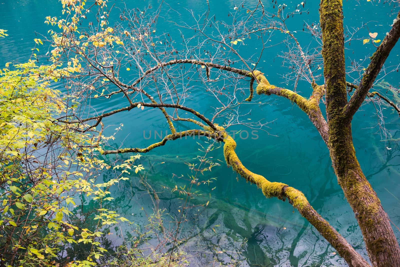 Amazing colors of mossy tree and deep lake at Jiuzhaigou Valley National Park, China