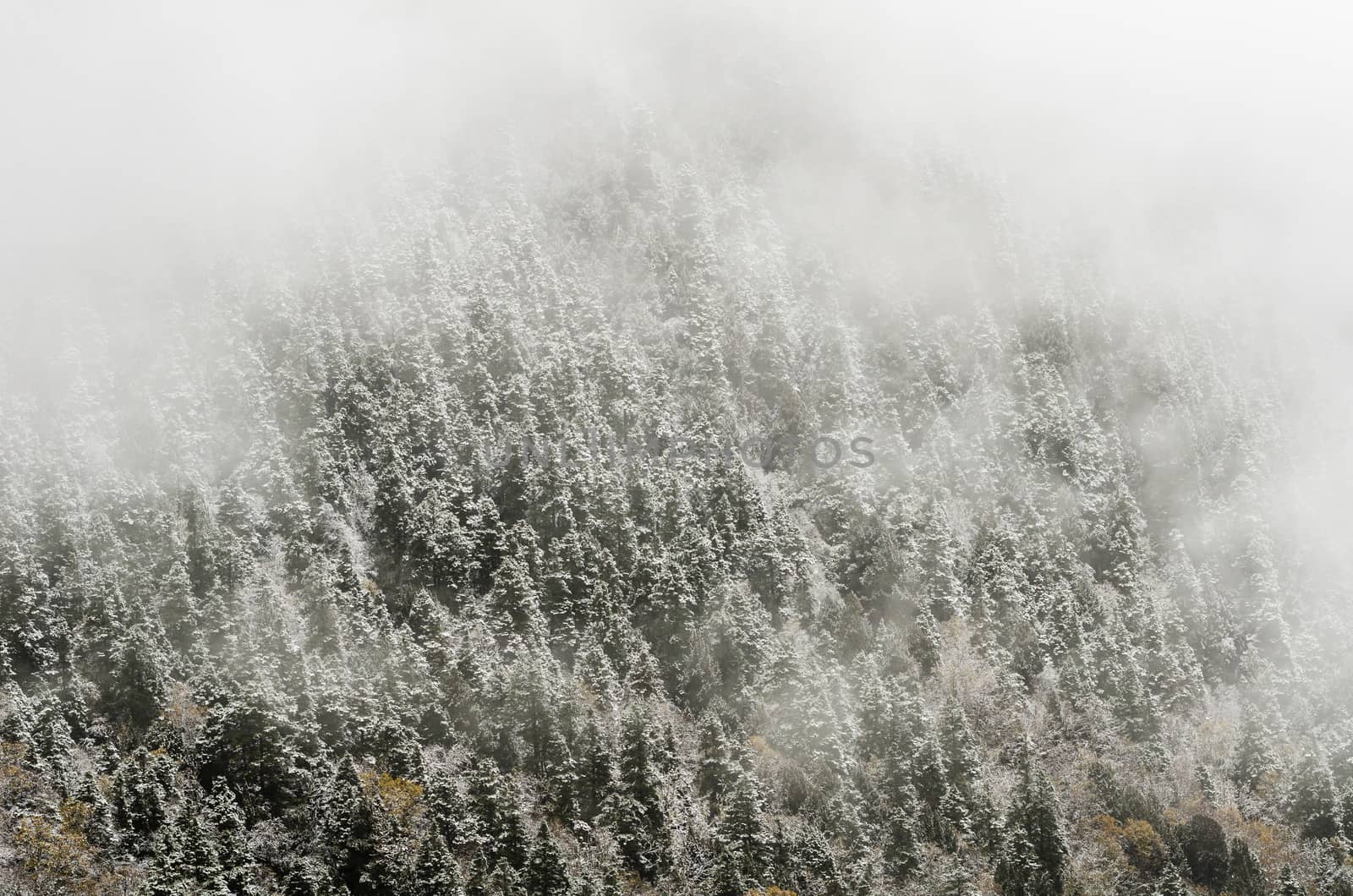 High mountain forest, covered by snowy hoar frost. Huanglong, Ch by nemo269