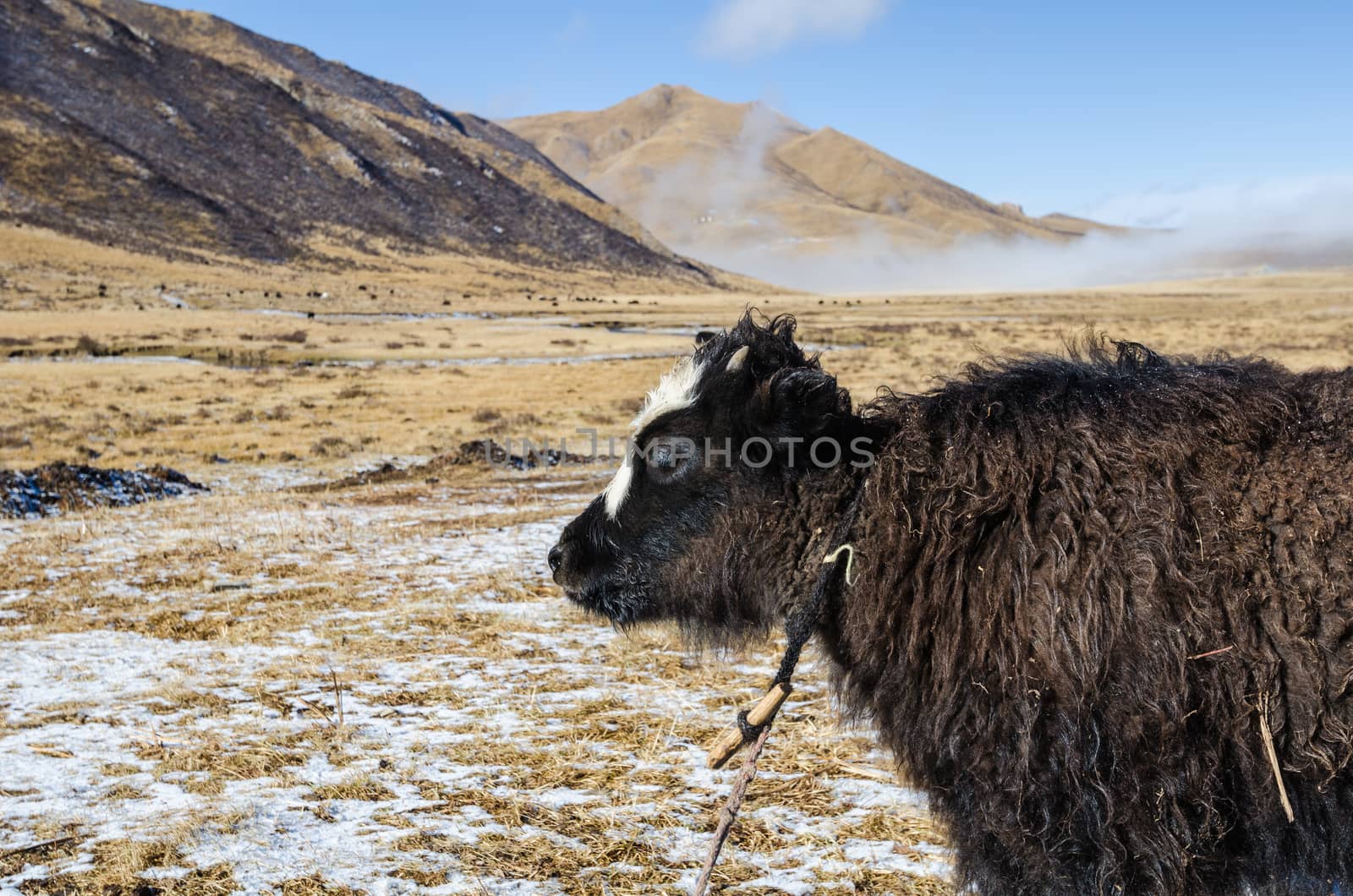 Close up view of a young yak on a highland Tibetan pasture, Tibet