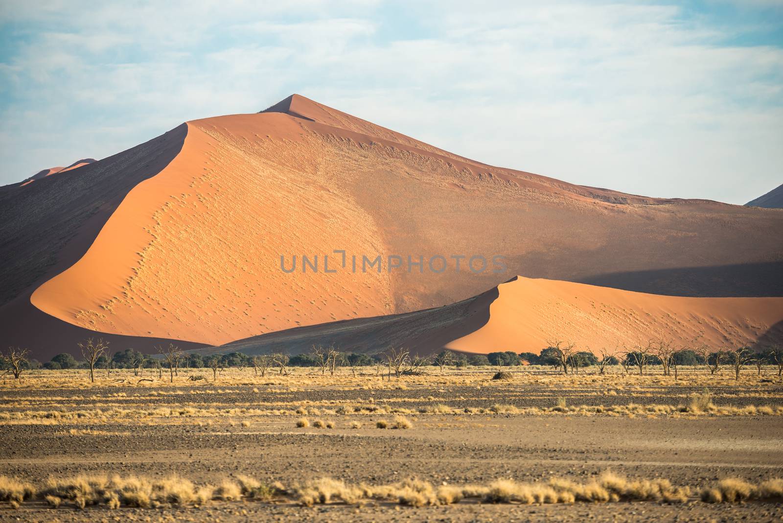 A huge sand dune, covered by plants, and rare dry vegetation at the foreground at Sossusvlei region of Namibia