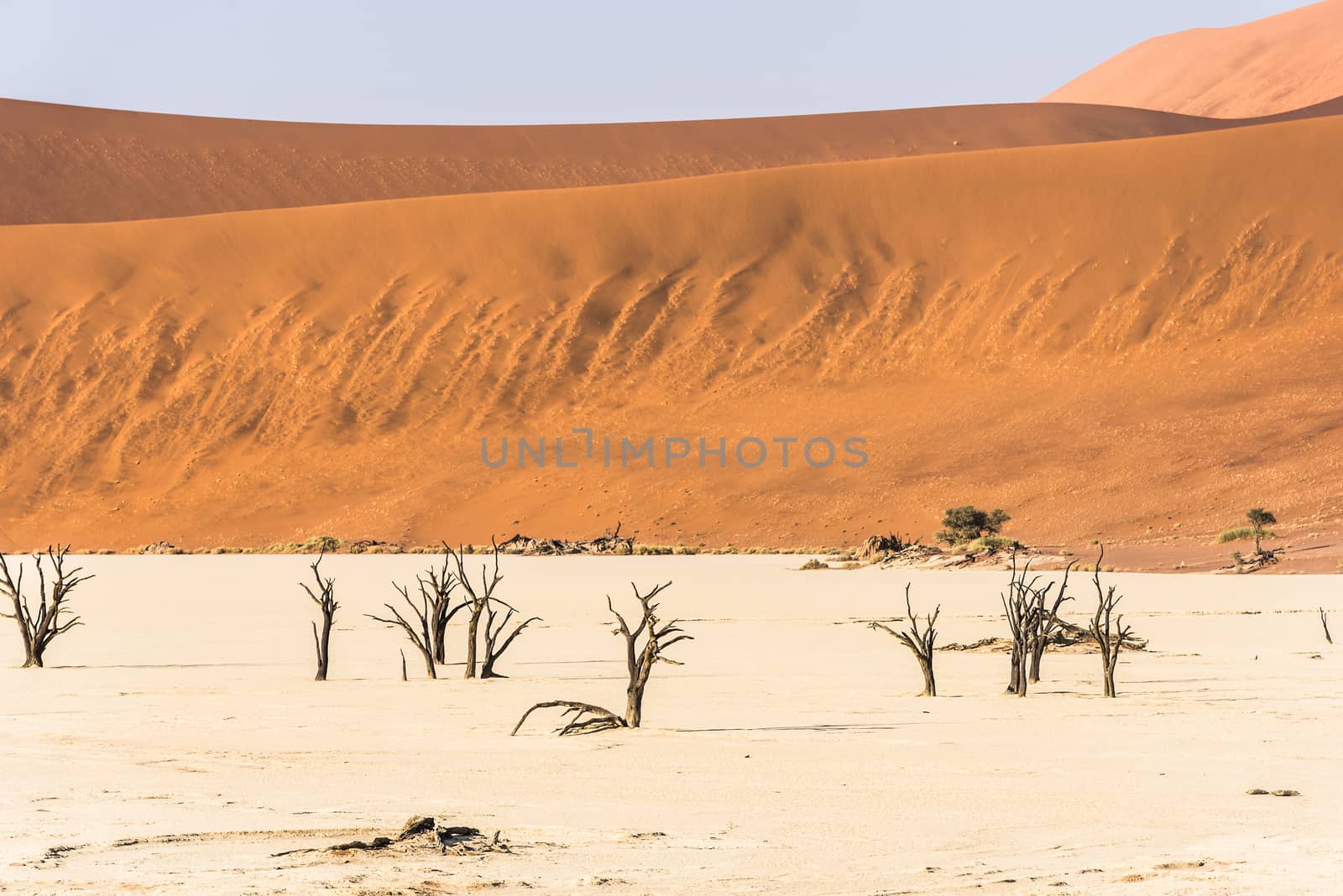 Dead dry trees of DeadVlei valley, surrounded by multicolored huge dunes of Namib Desert