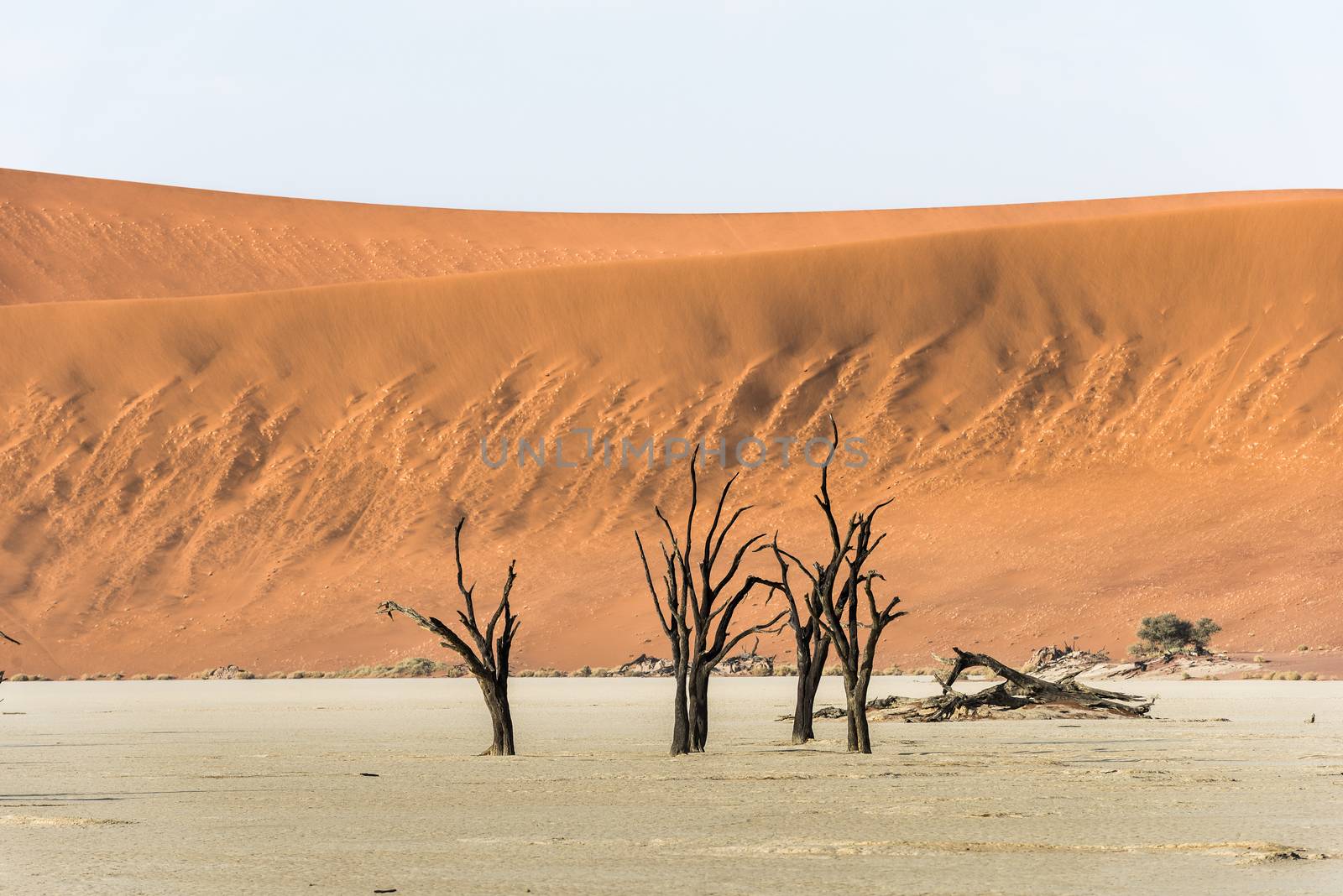 Dead dry trees of DeadVlei valley, surrounded by multicolored huge dunes of Namib Desert