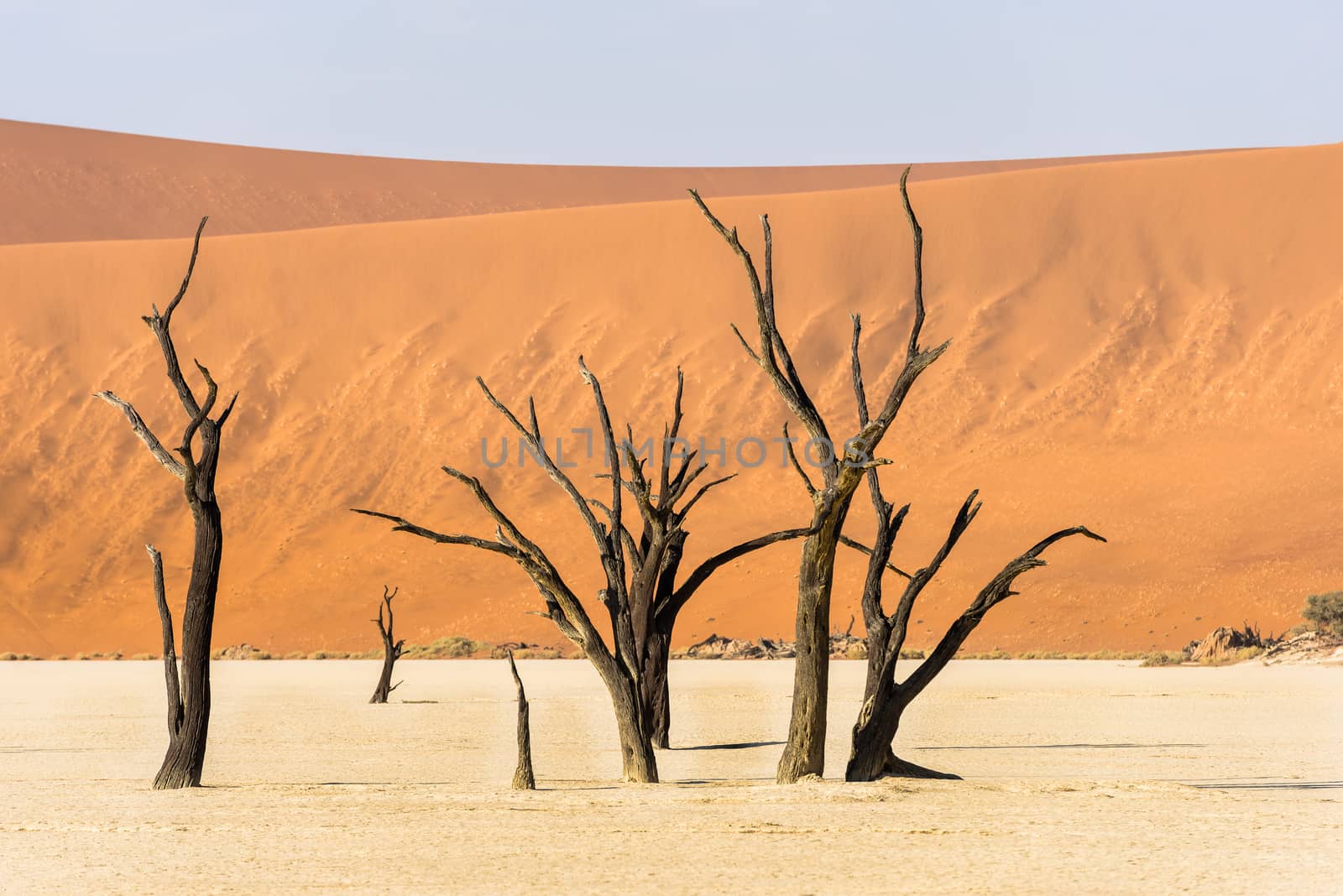 Dead dry trees of DeadVlei valley, surrounded by multicolored huge dunes of Namib Desert