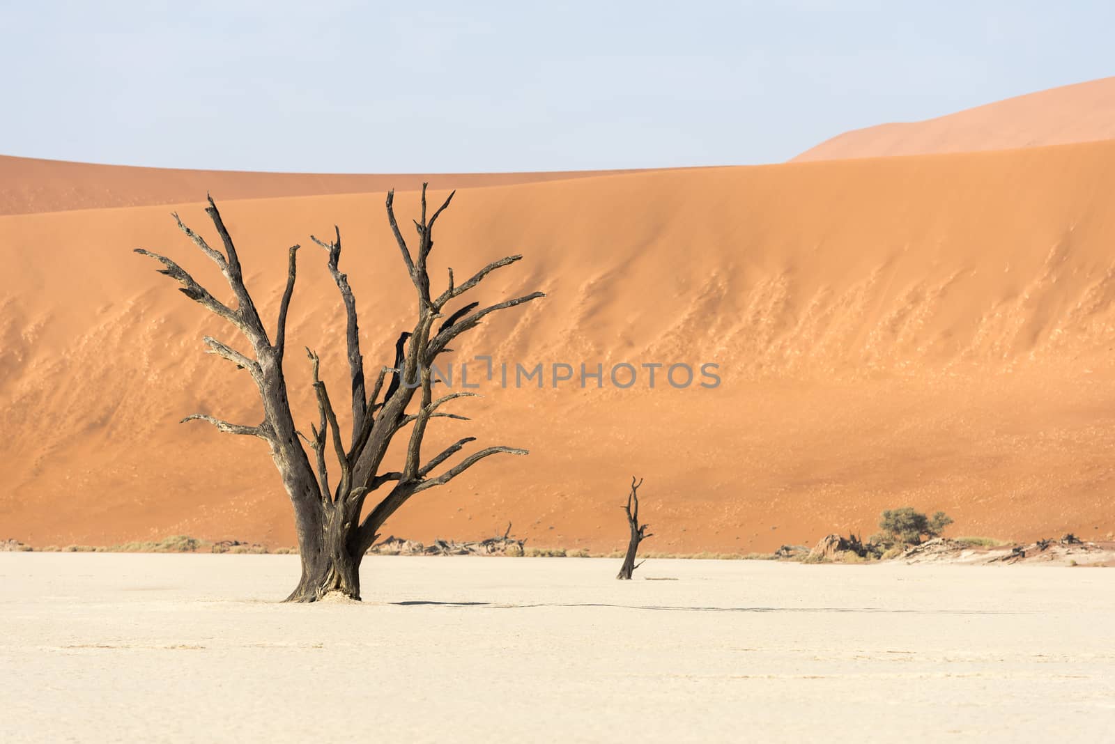 Dead dry trees of DeadVlei valley, surrounded by multicolored huge dunes of Namib Desert