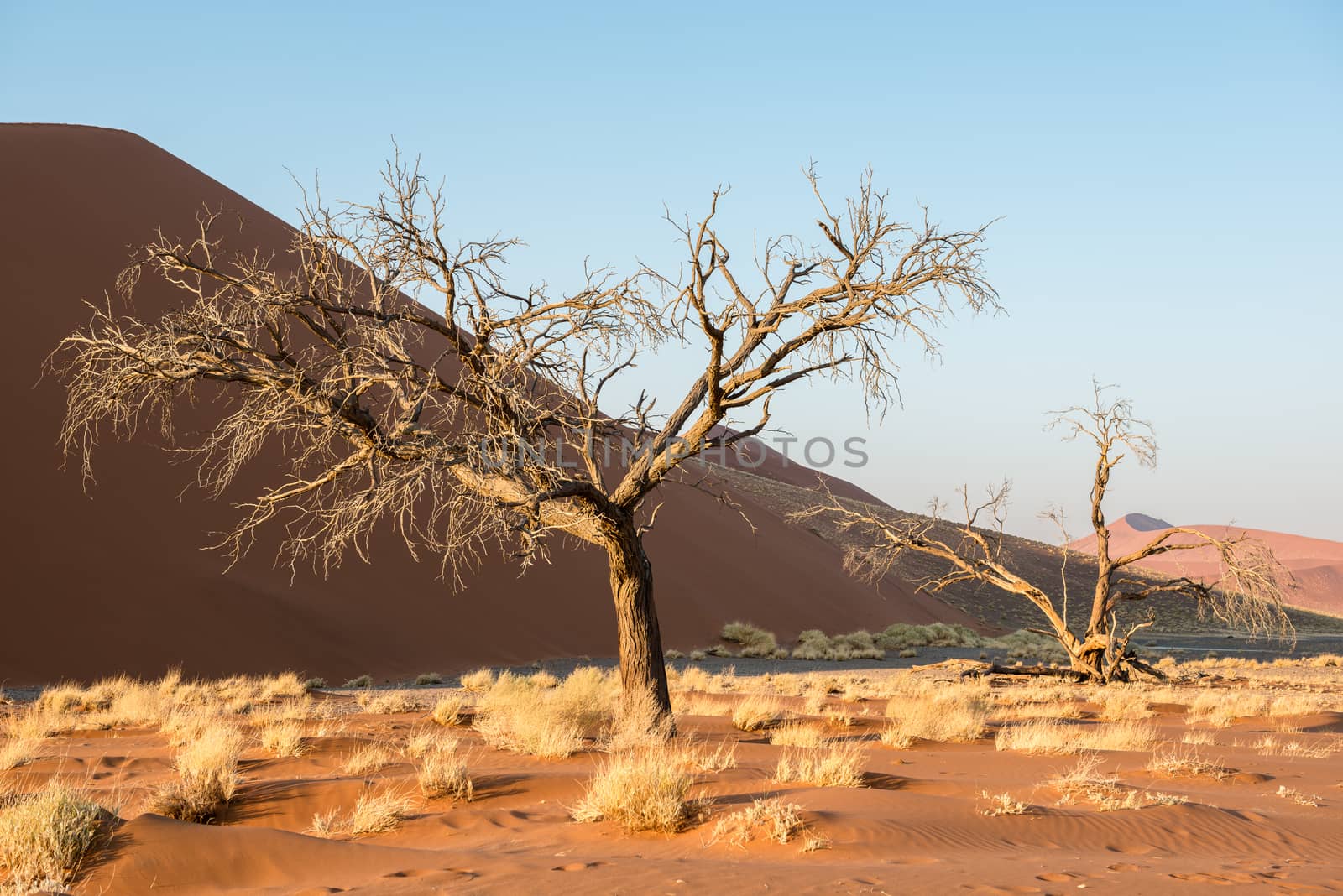 Close view of dry trees and plants at Namibian winter with huge sand dunes of Namib Desert at the background