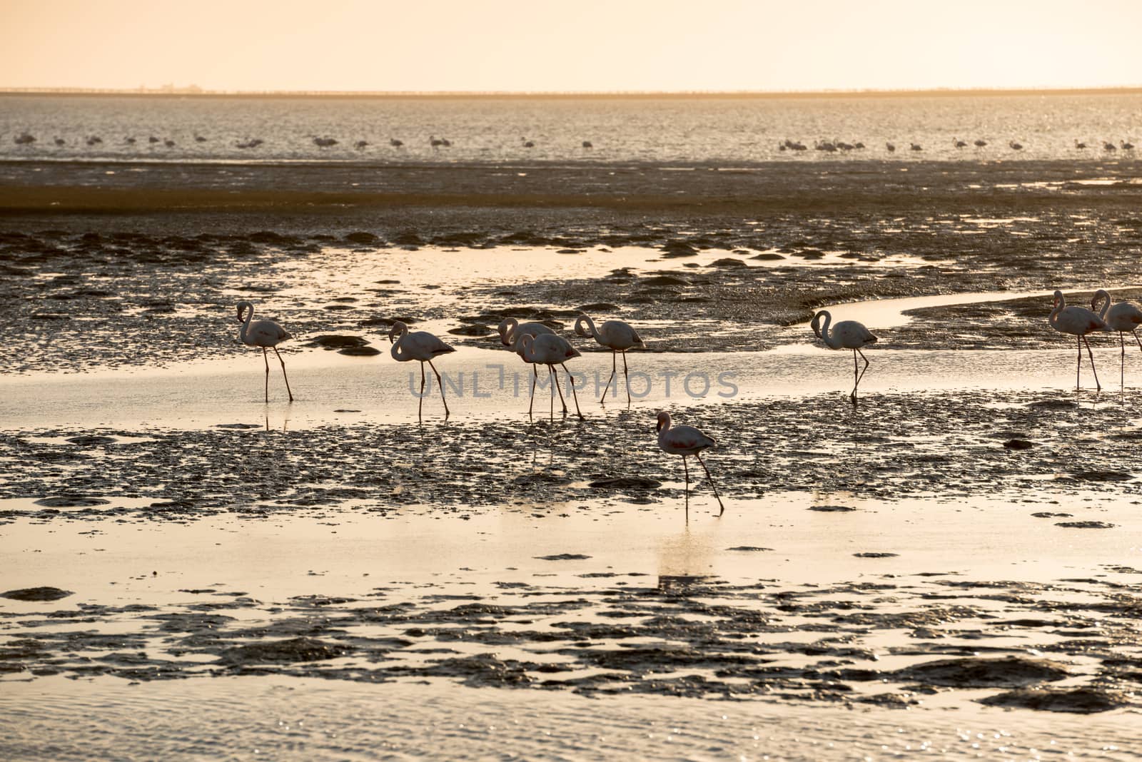 A tinted image of flamingo silhouettes moving along Atlantic Ocean shallows at Walvis Bay of Namibian Coast