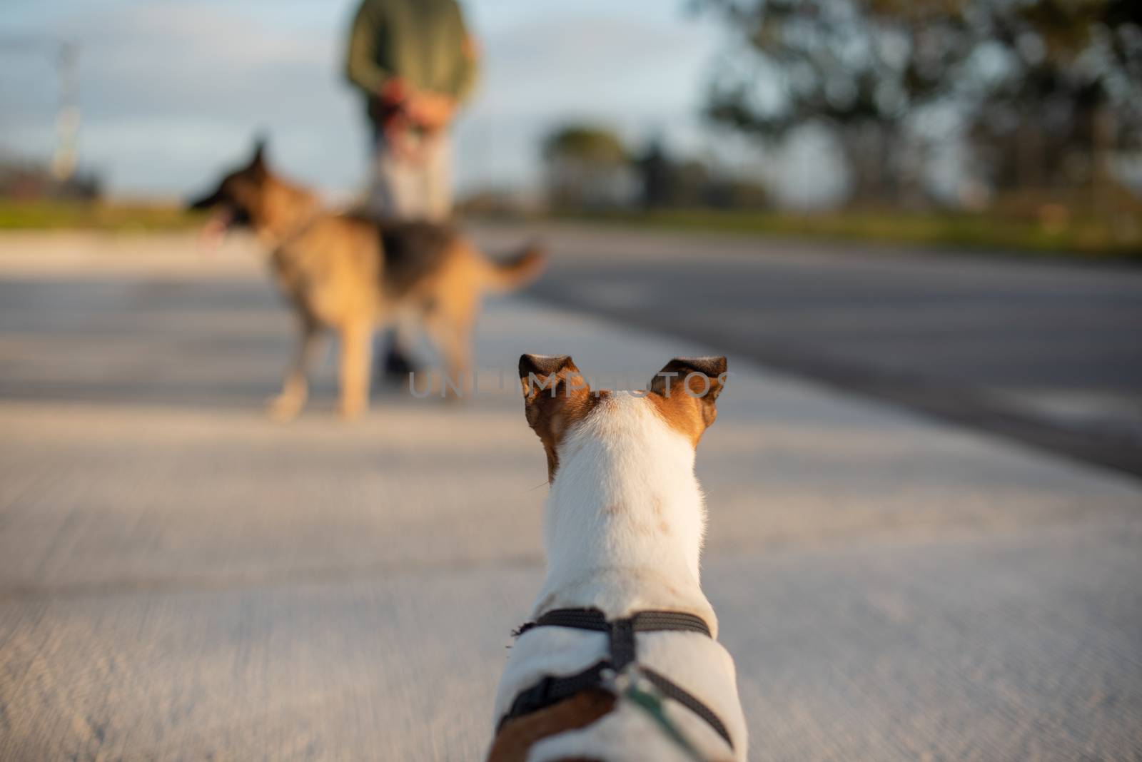 Blurred background of german shepherd on leash being watched by terrier