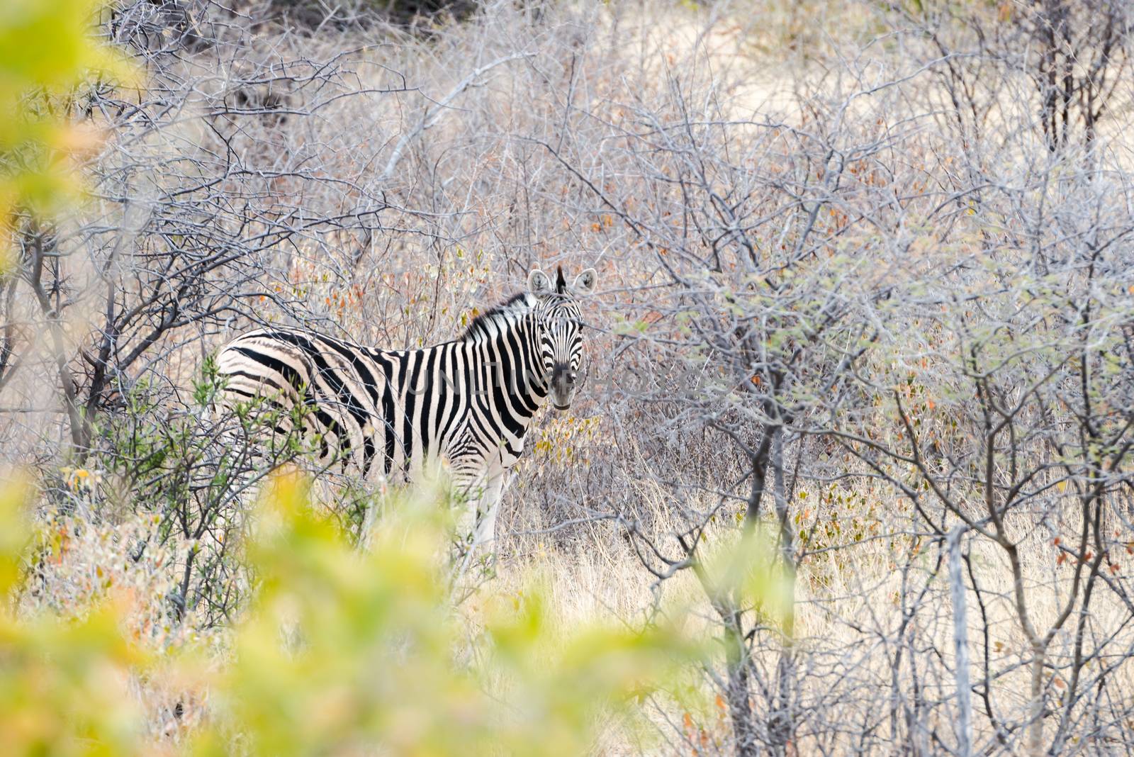 Cautious zebra is standing and looking into camera at savanna of Etosha National Park of Namibia