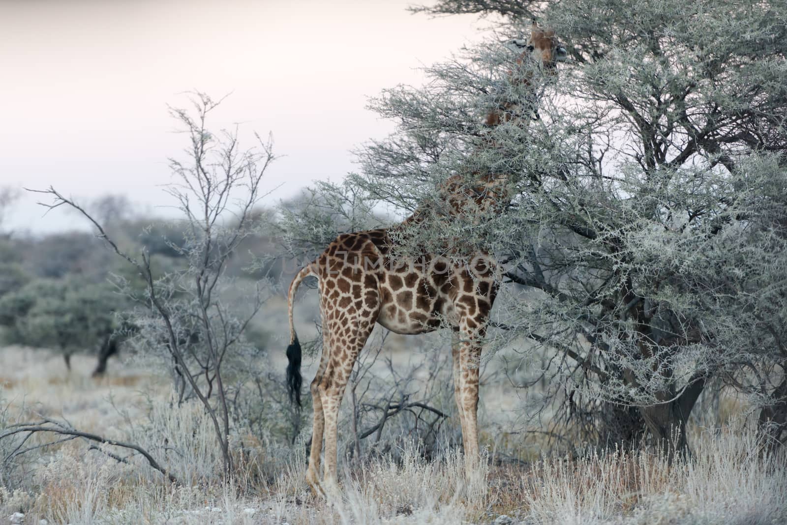 Close view of Namibian giraffe eating thin green tree leaves at savanna woodlands of Etosha National Park