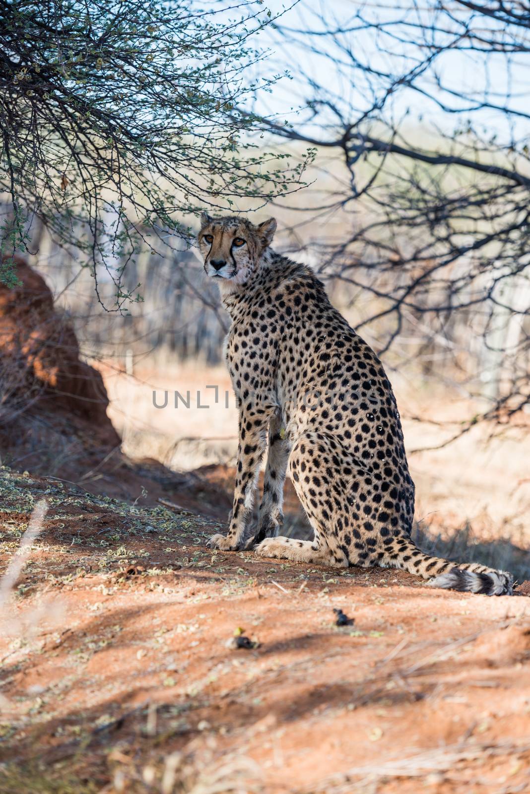 A cheetah is sitting under the tree cover at cheetahs farm by nemo269