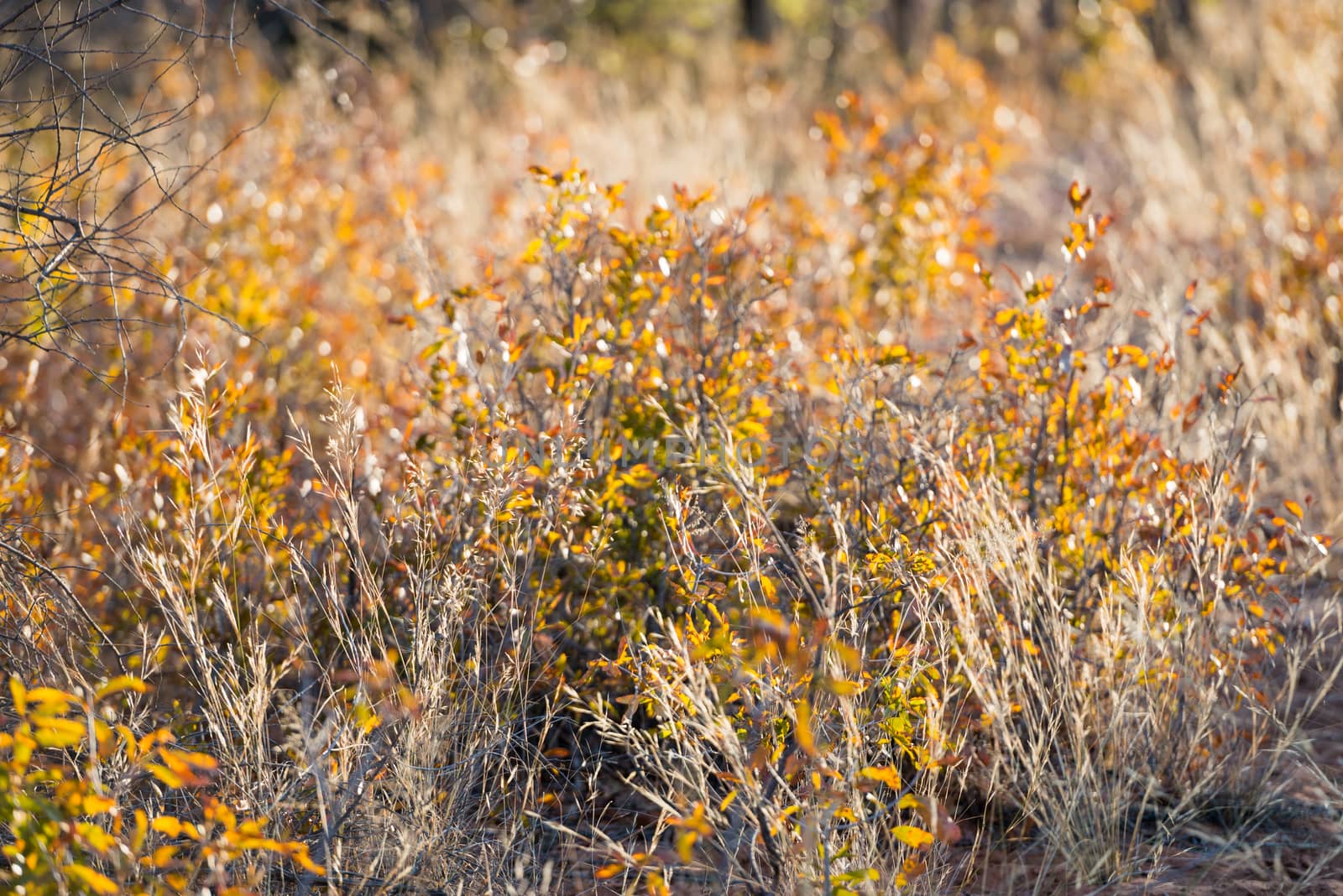 Close view of dry and yellow plants waving under the wind during Namibian winter season