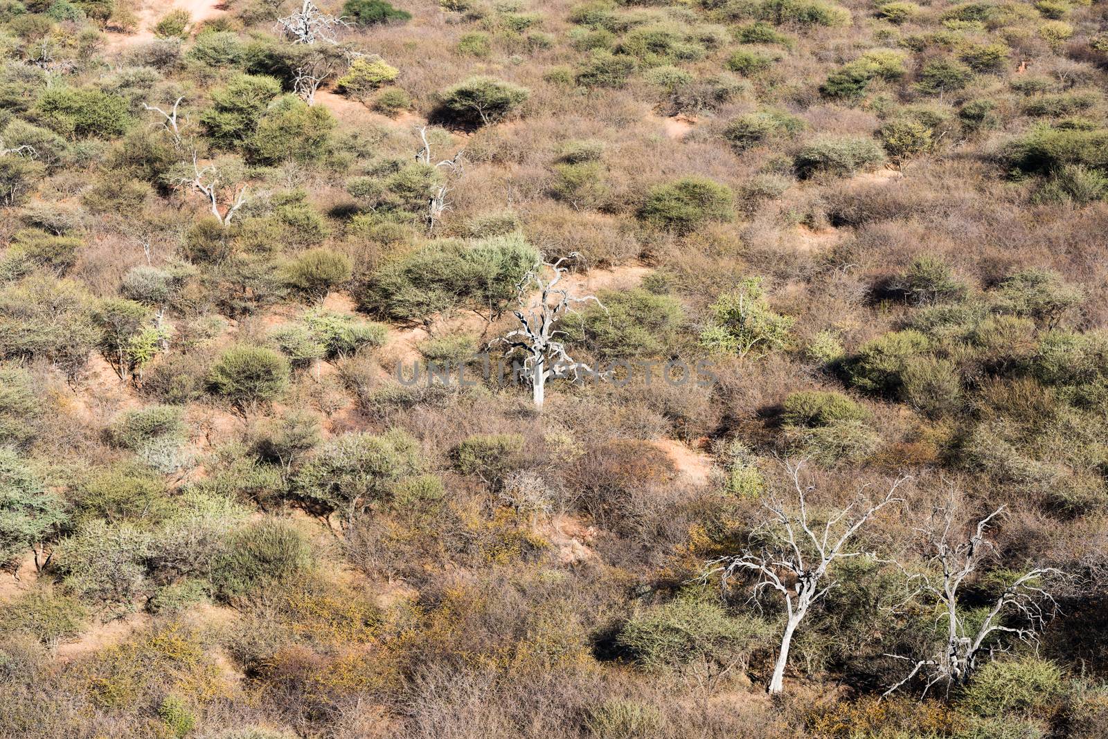 Upper view of winter savanna woodlands with dry and green trees from the top of Waterberg Plateau National Park, Namibia
