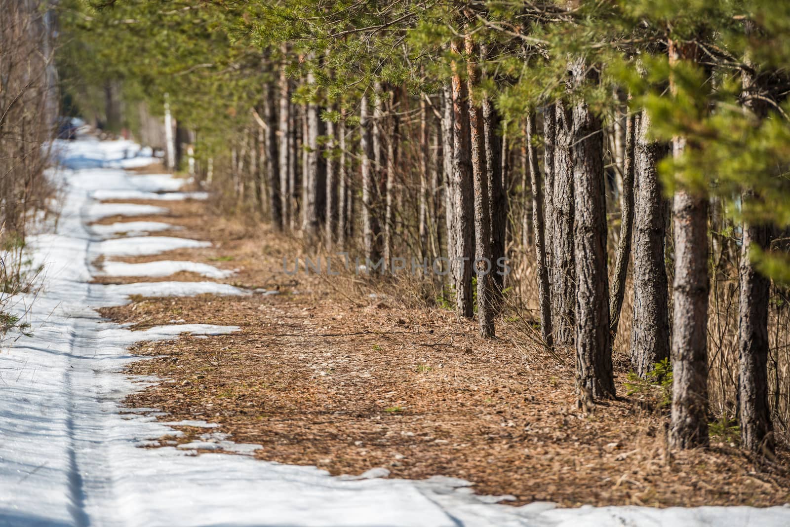 The car trail is disappearing on a melting spring road snow near the forest edge