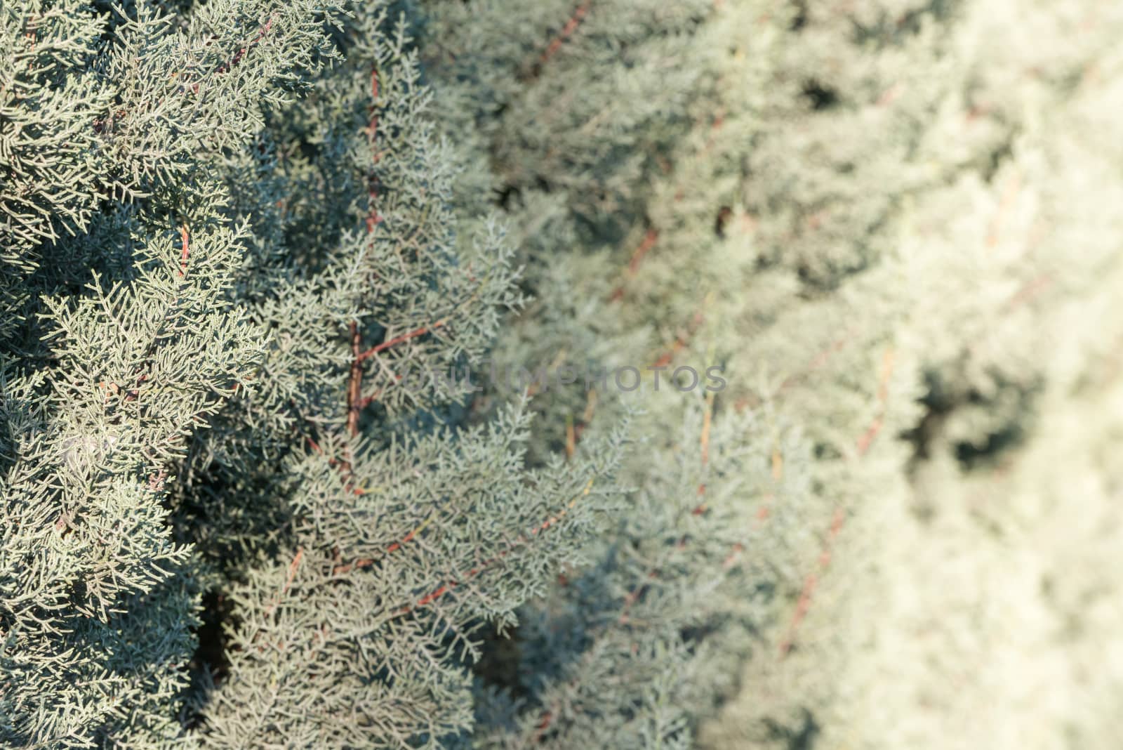 Young blue juniper tree branches and needles at sunlight with shallow left focus