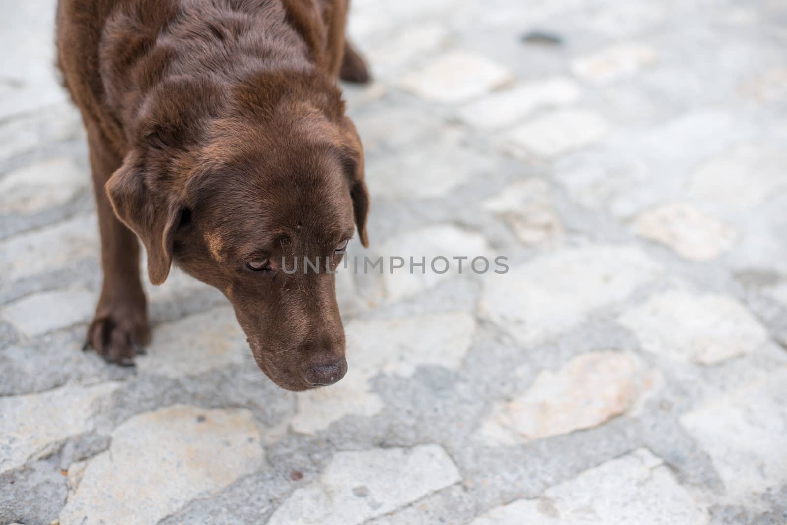 Old beaten dog avoids eye-contact with an unknown stranger