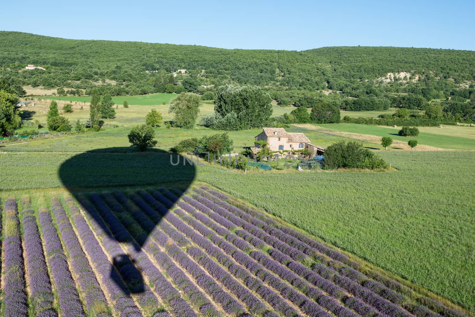 A balloon shadow over the lines of lavender bushes and green fields near a private house at Provence
