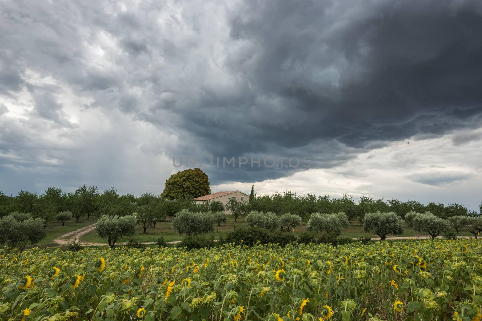 A threatening dark thundercloud moves over sunflower field by nemo269