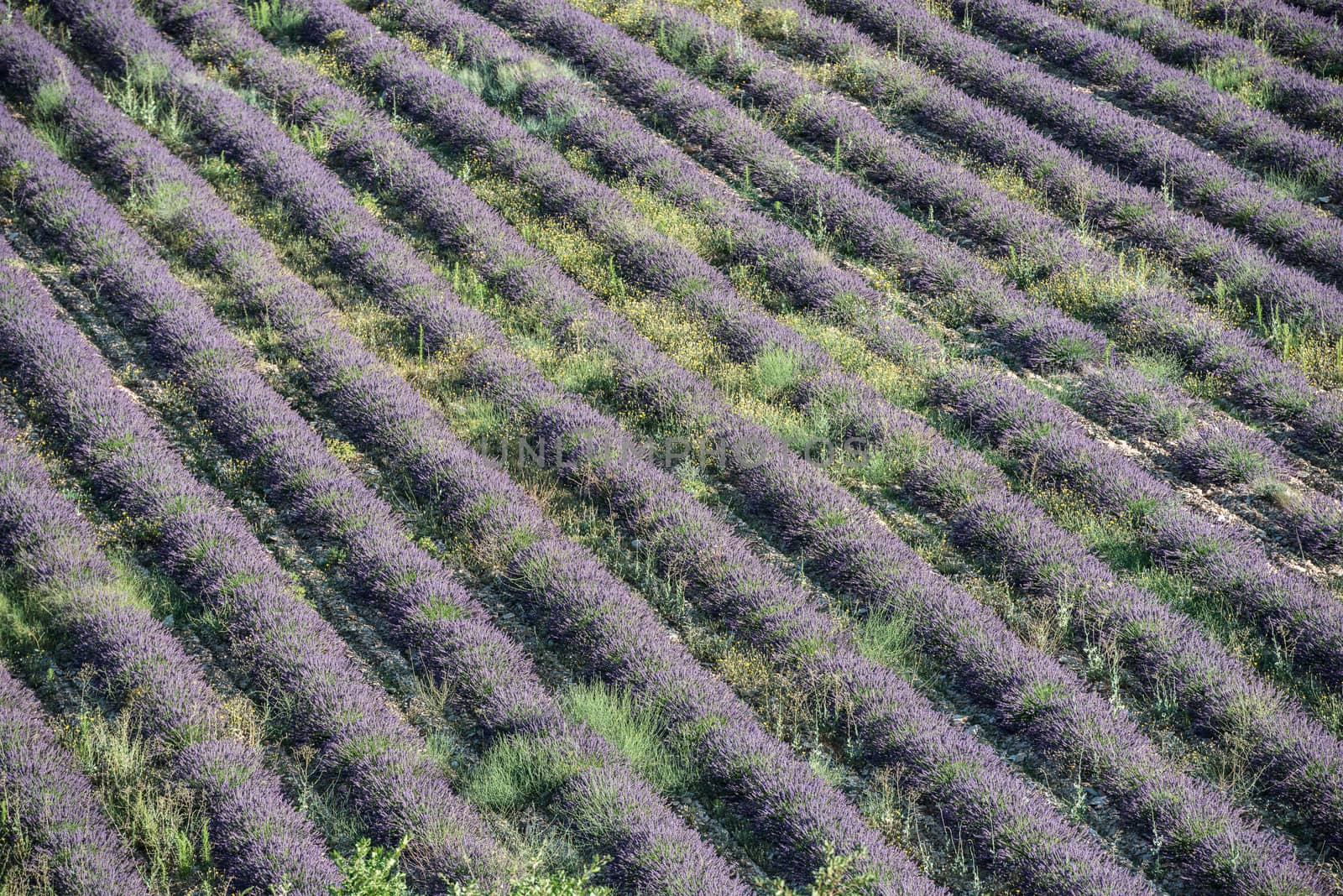 Straight rows of lavender bushes on a summer field from the birds eye view