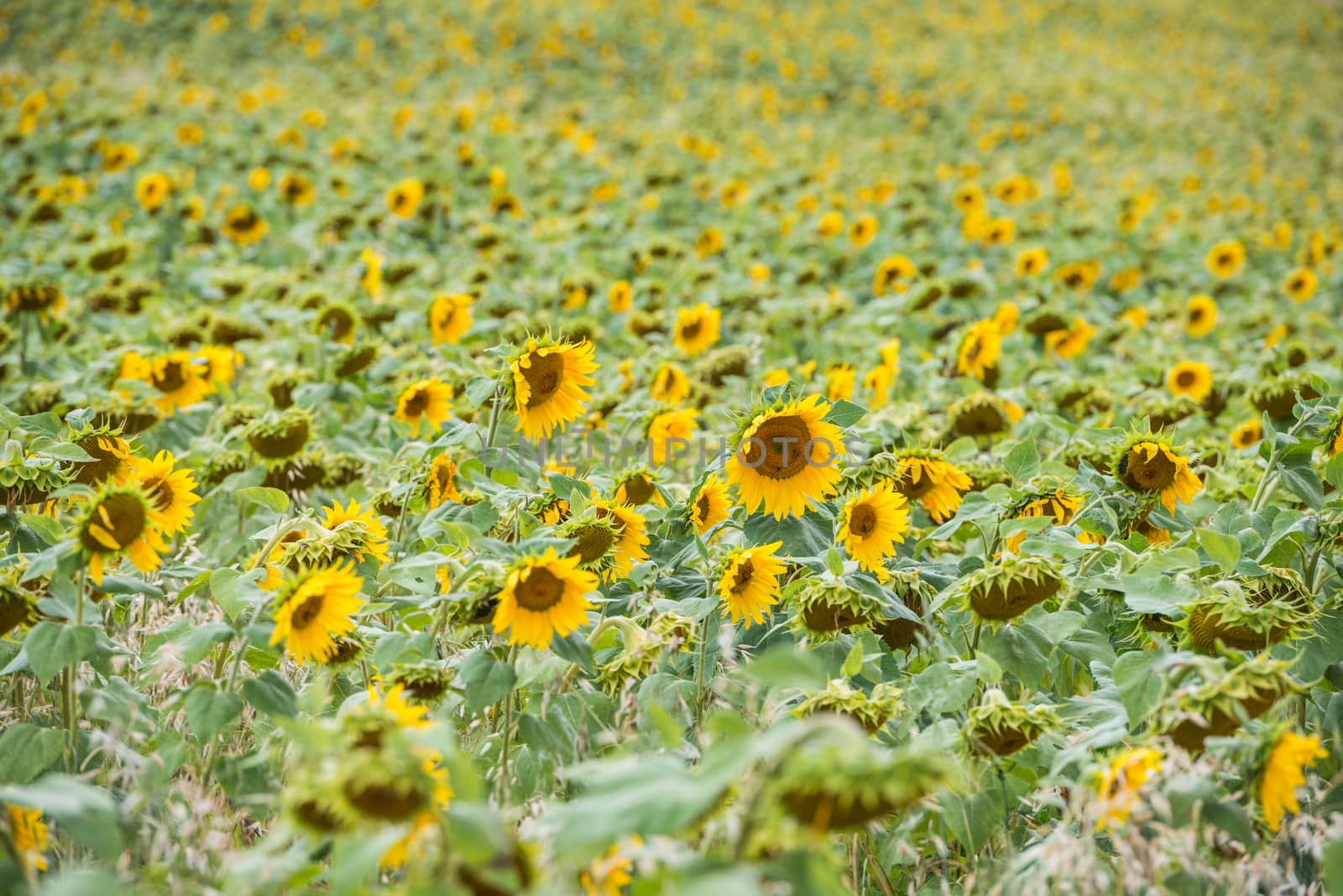 Close up view of a bright yellow sunflower field with opened flowers