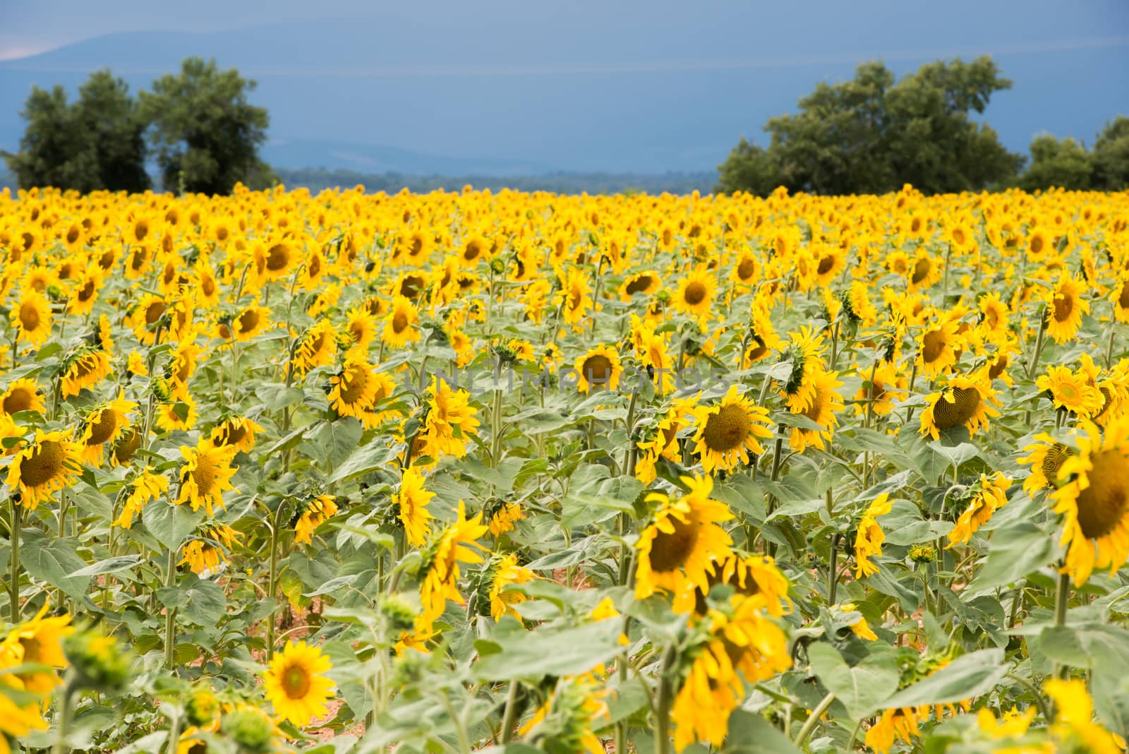 Bright yellow sunflower field on a dark blue sky background