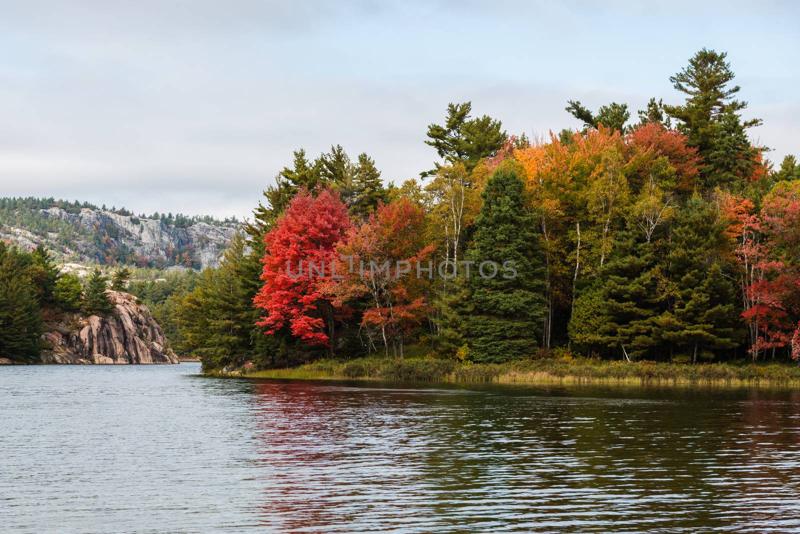 Multicoloured fall trees at a lake edge of Killarney Provincial Park, Canada