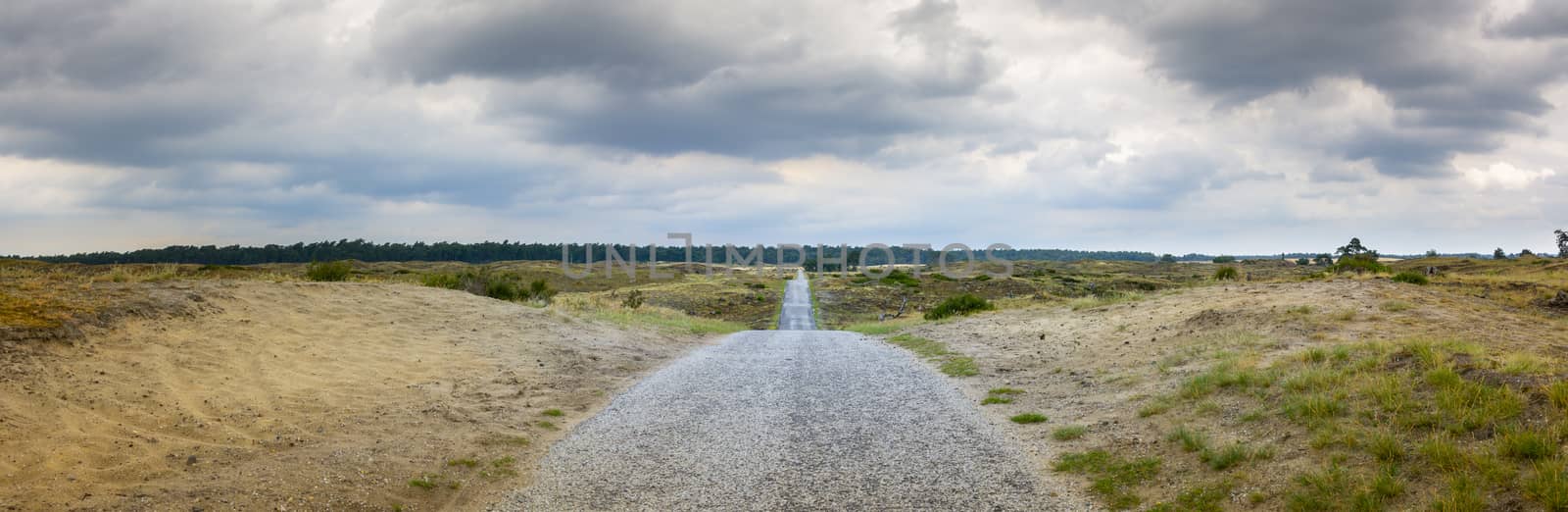 Empty road lane surrounded by nature in Hoge Veluwe national Park, close to Arnhem, Netherlands