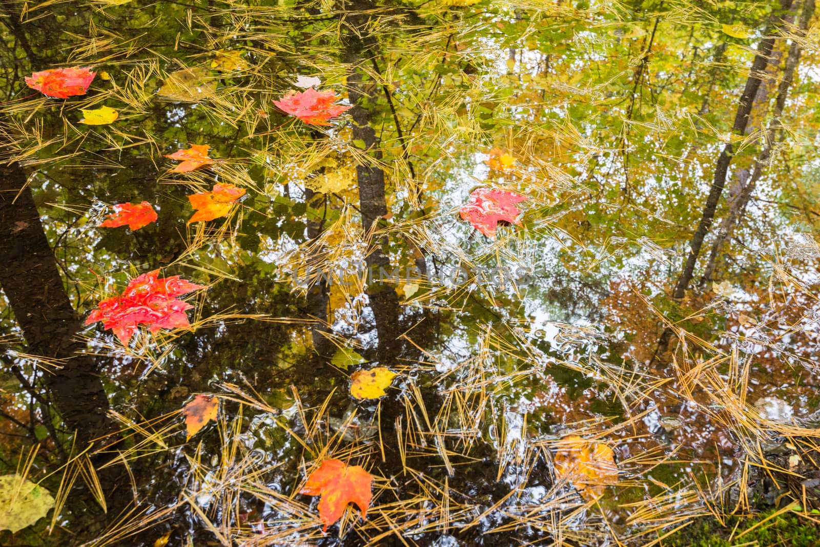 Surrounding trees are reflected in a small autumn forest puddle by nemo269