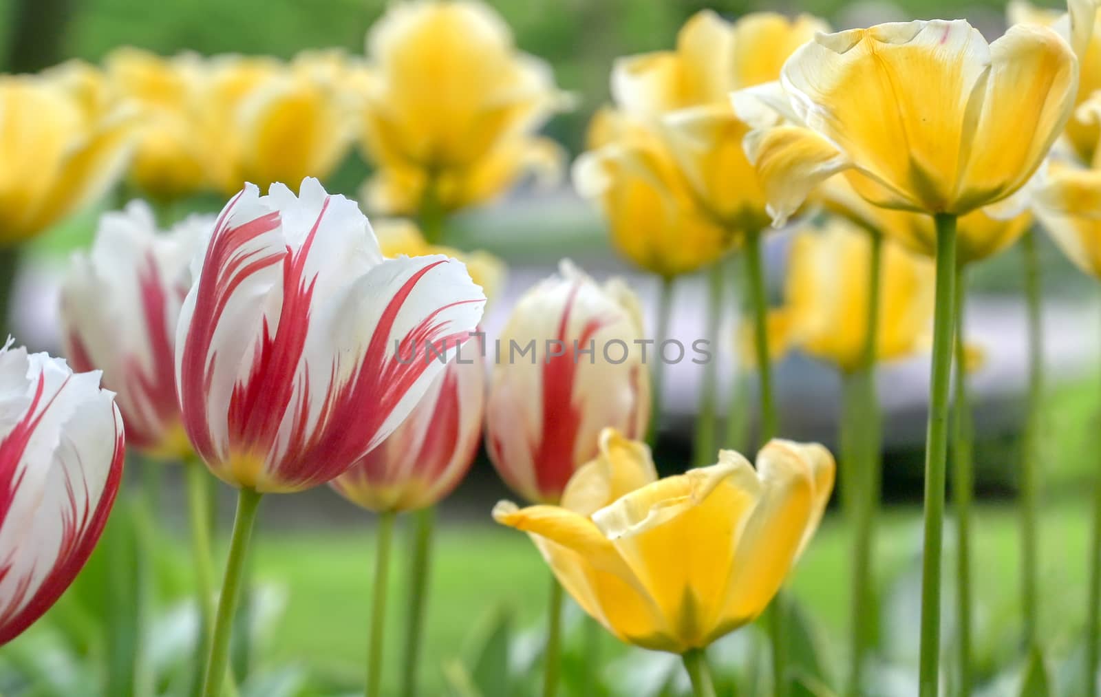 Rows of tulips and other flowers in a garden in the Netherlands.