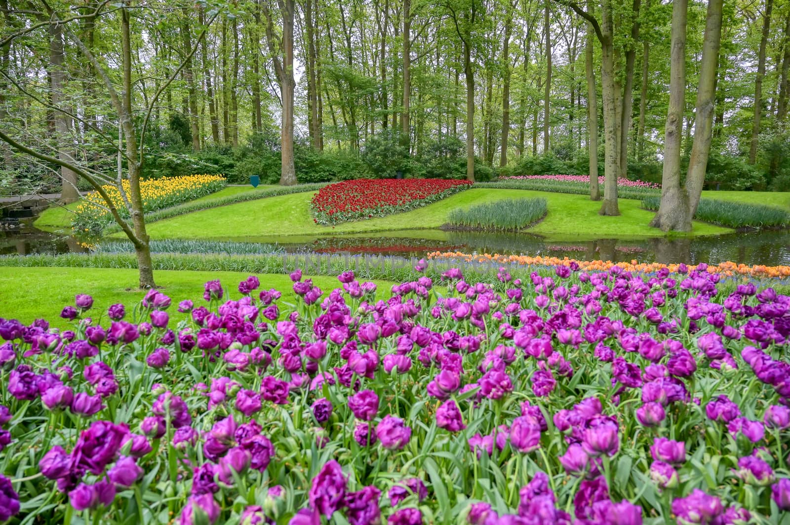 Rows of tulips and other flowers in a garden in the Netherlands.