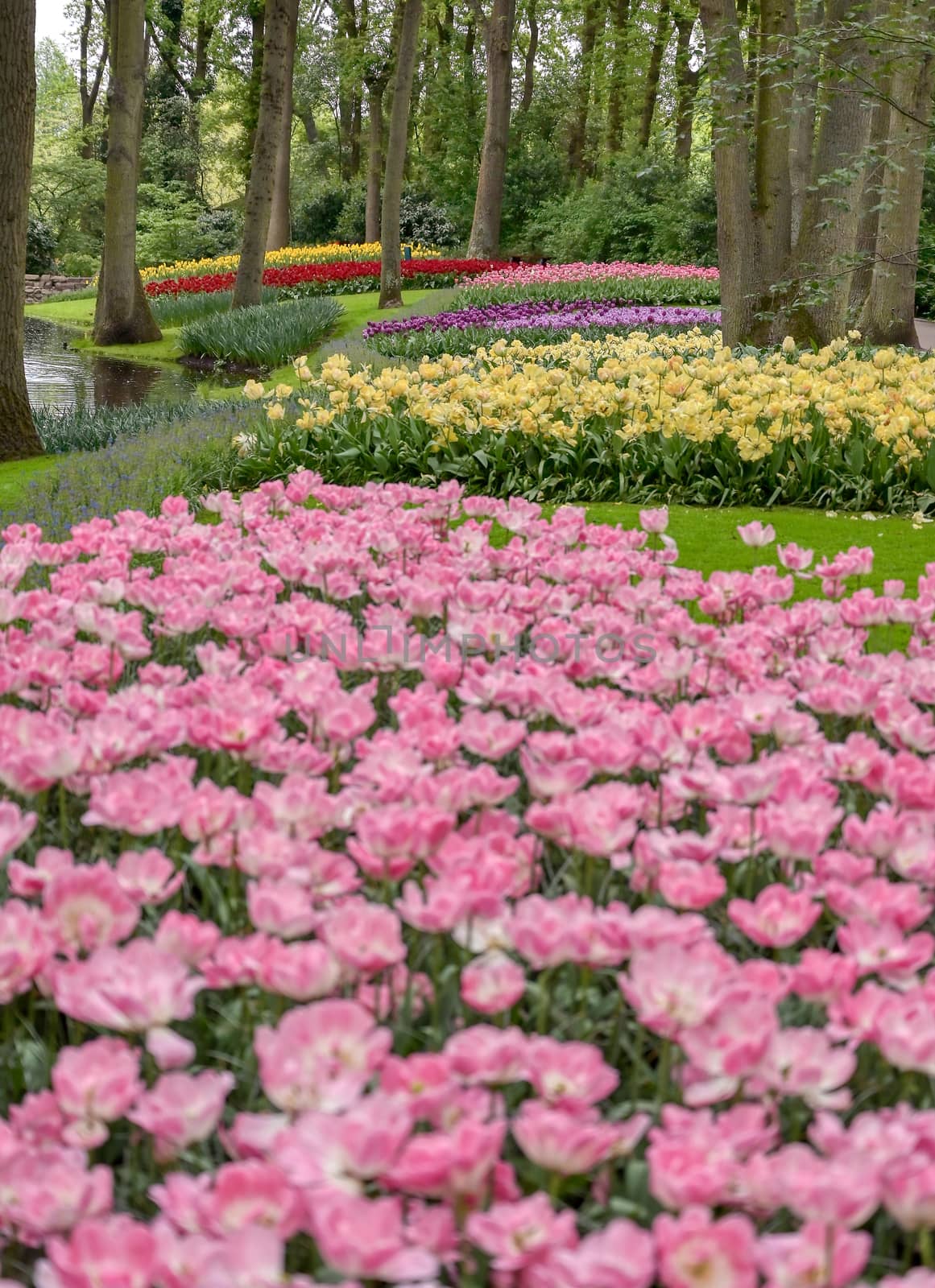 Rows of tulips and other flowers in a garden in the Netherlands.