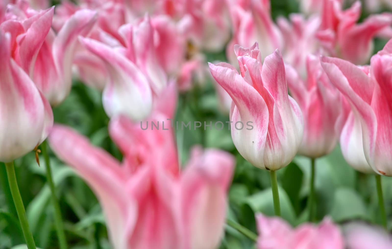 Rows of tulips and other flowers in a garden in the Netherlands.