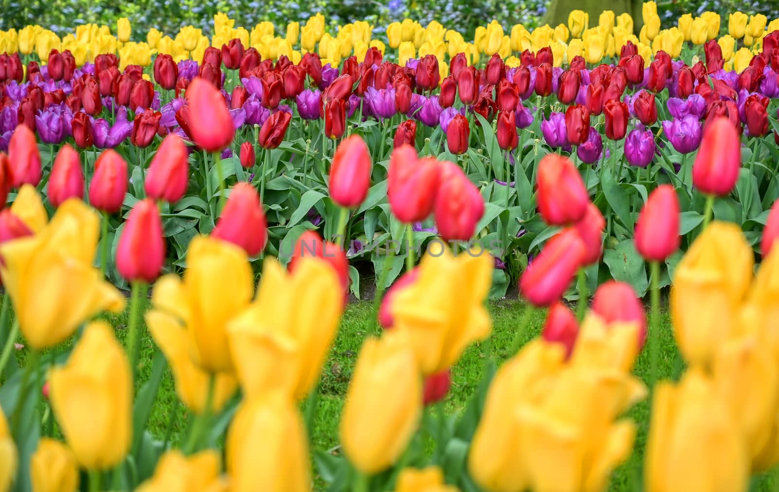 Rows of tulips and other flowers in a garden in the Netherlands.