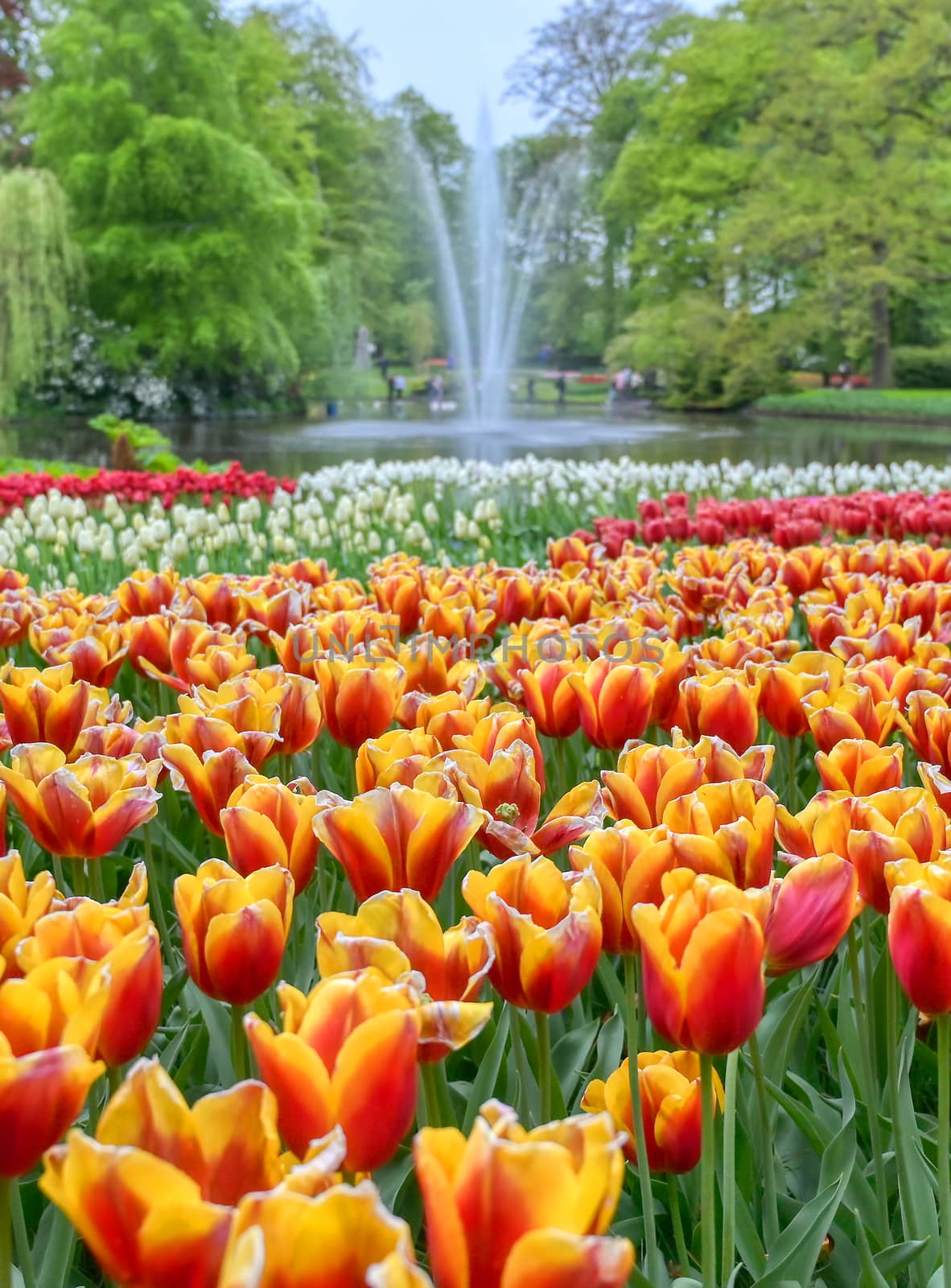 Rows of tulips and other flowers in a garden in the Netherlands.