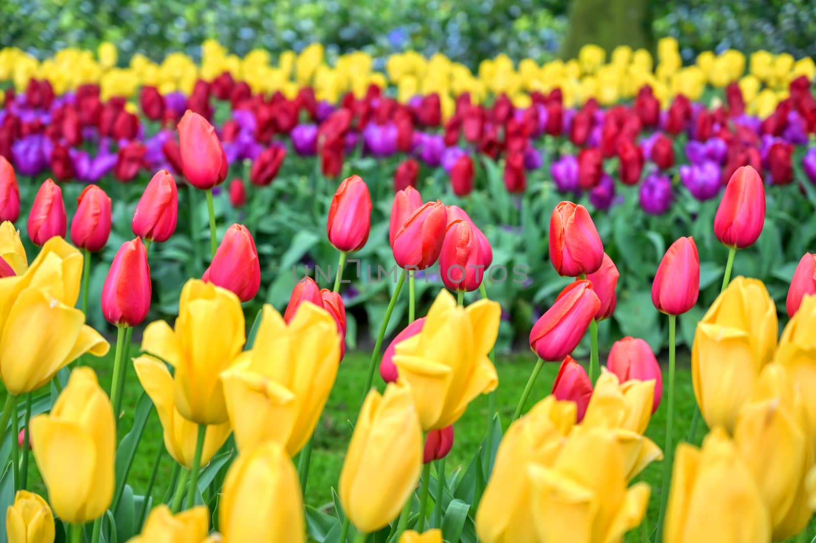 Rows of tulips and other flowers in a garden in the Netherlands.