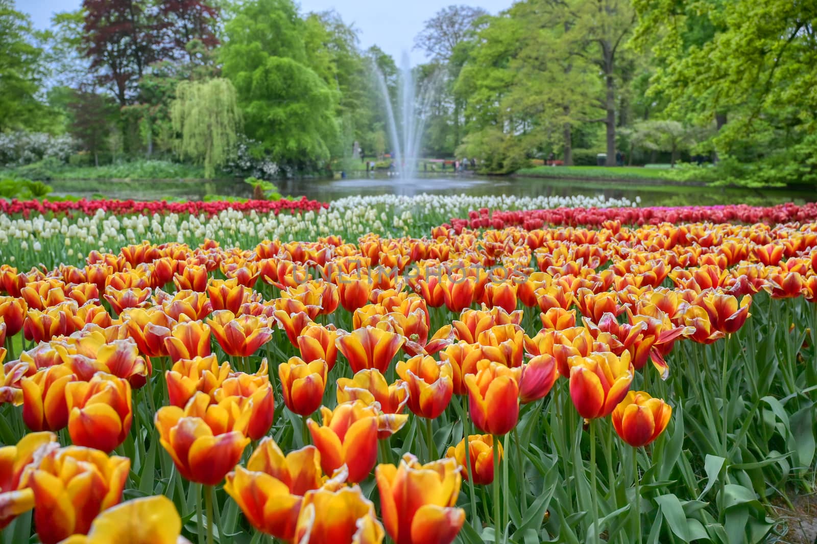 Rows of tulips and other flowers in a garden in the Netherlands.