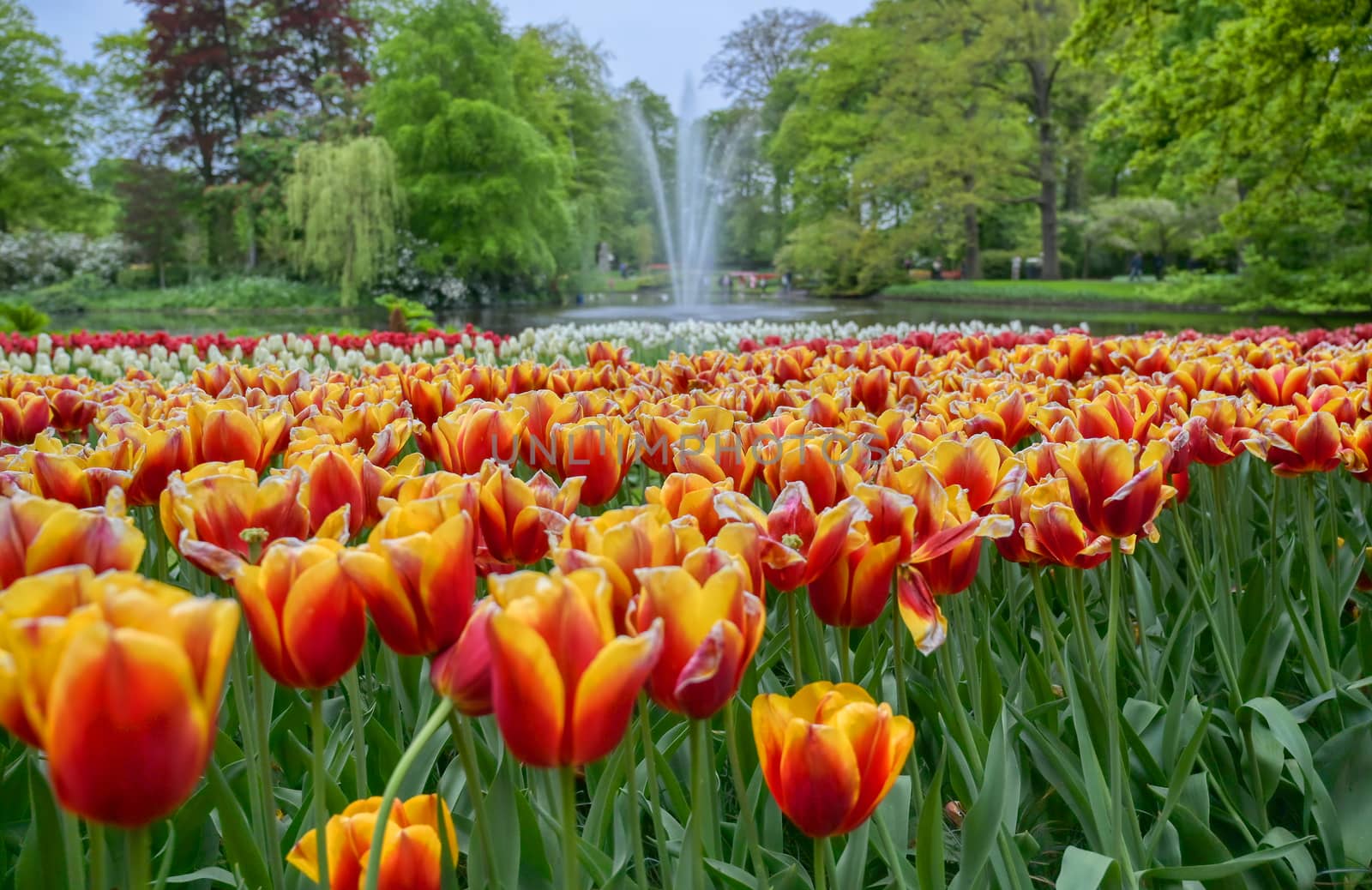 Rows of tulips and other flowers in a garden in the Netherlands.