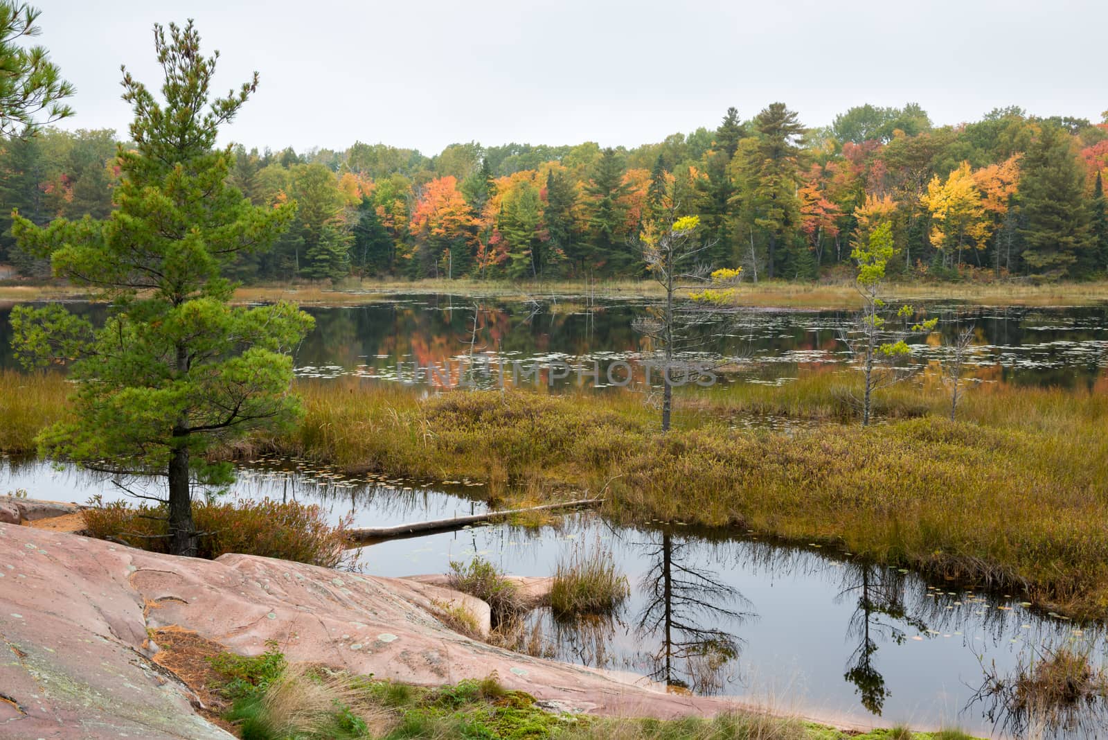 Stoned bog edge with multicoloured fall trees at the background by nemo269