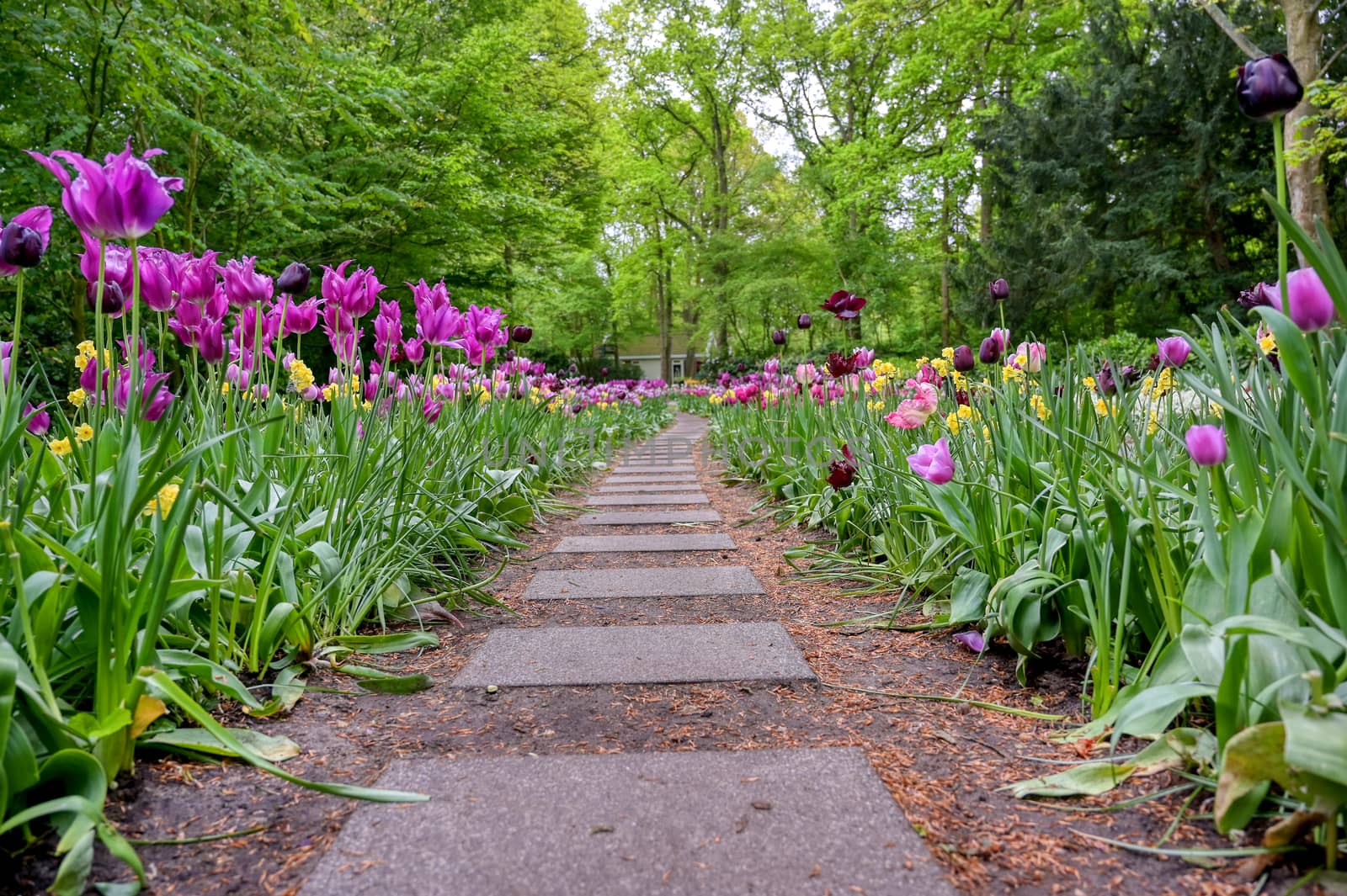 Tulips in Holland by jbyard22