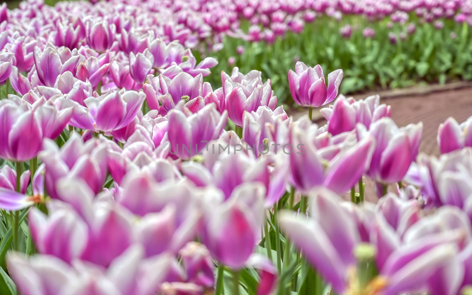 Rows of tulips and other flowers in a garden in the Netherlands.