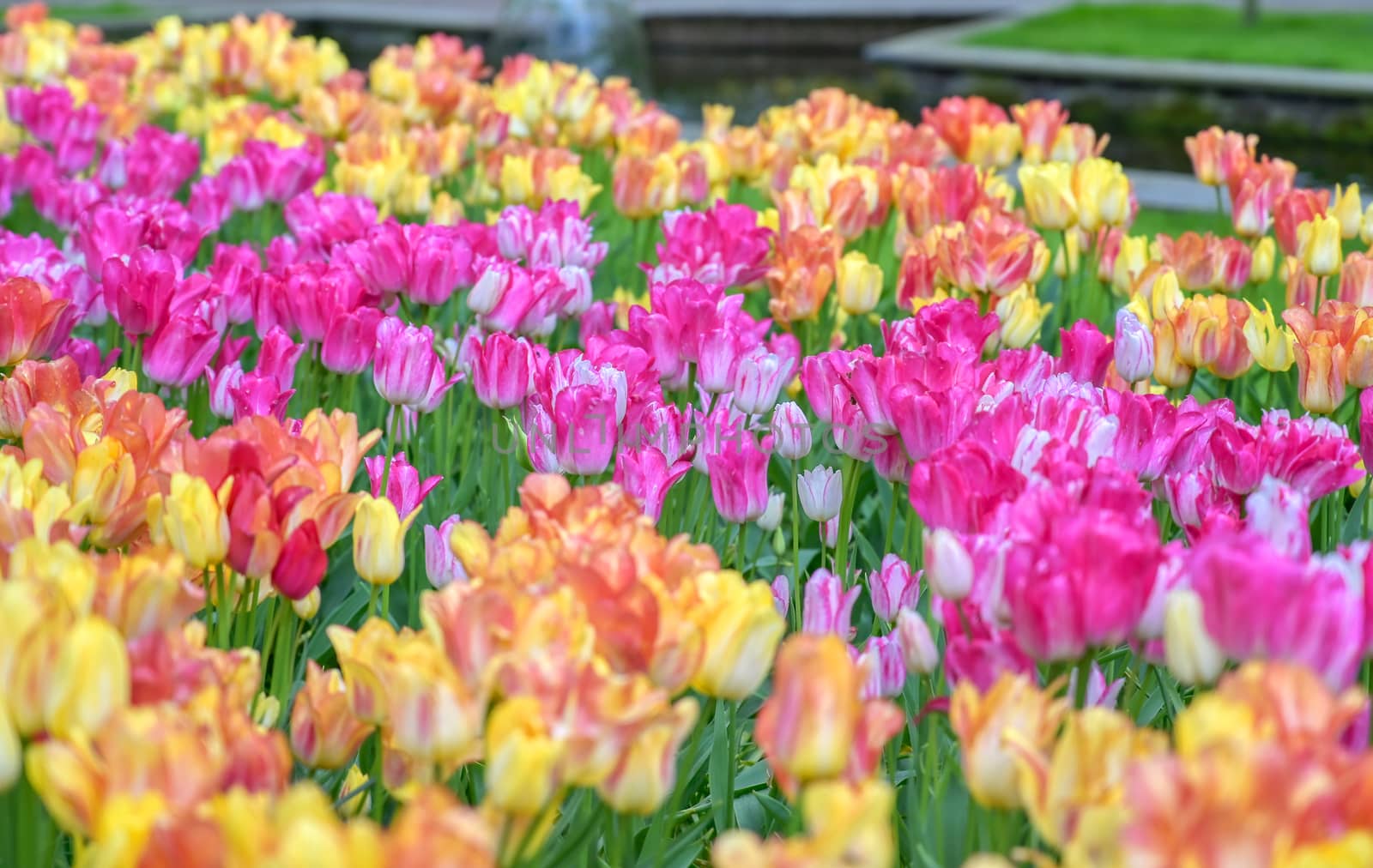 Tulips in Holland by jbyard22