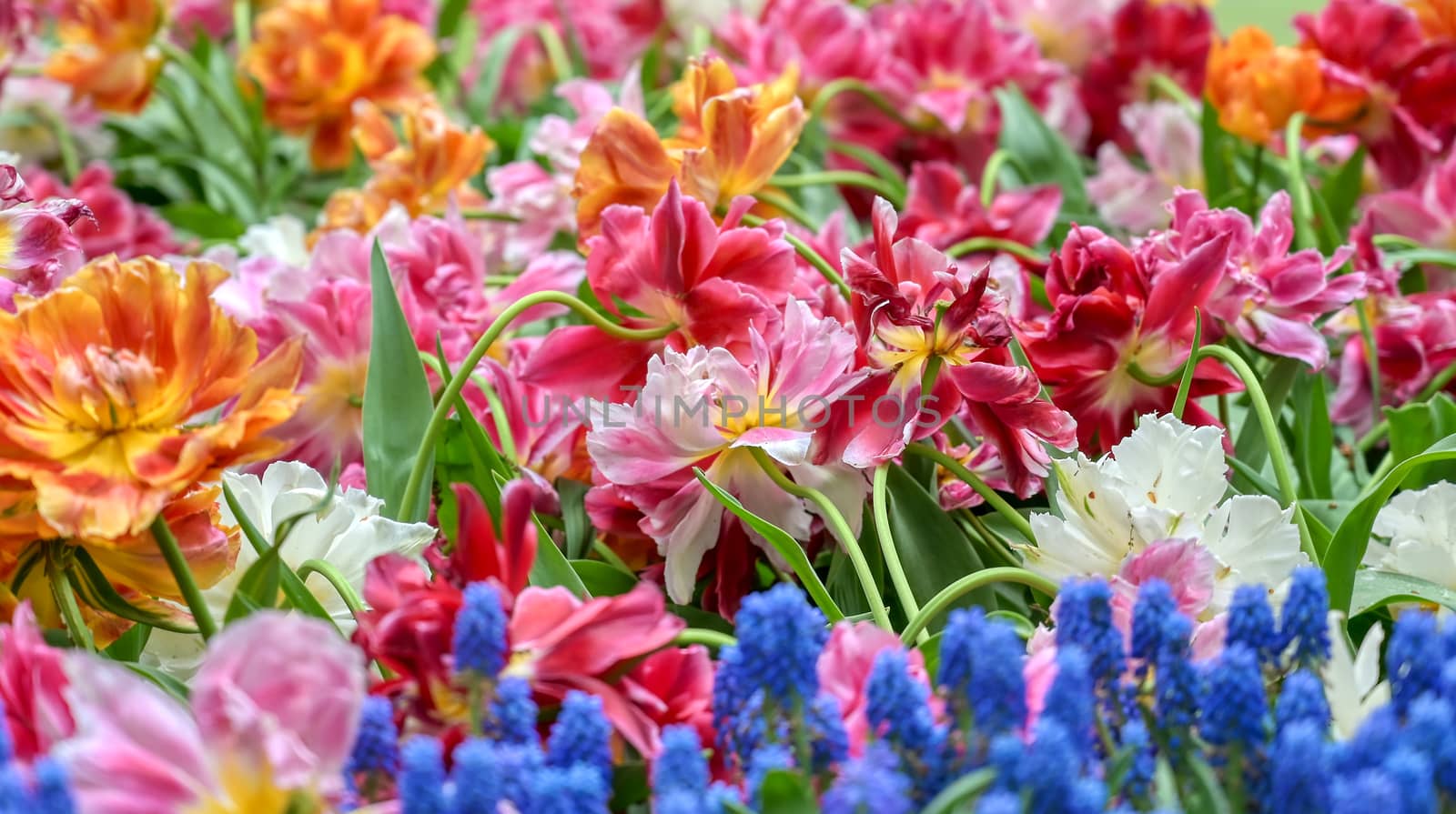 Rows of tulips and other flowers in a garden in the Netherlands.