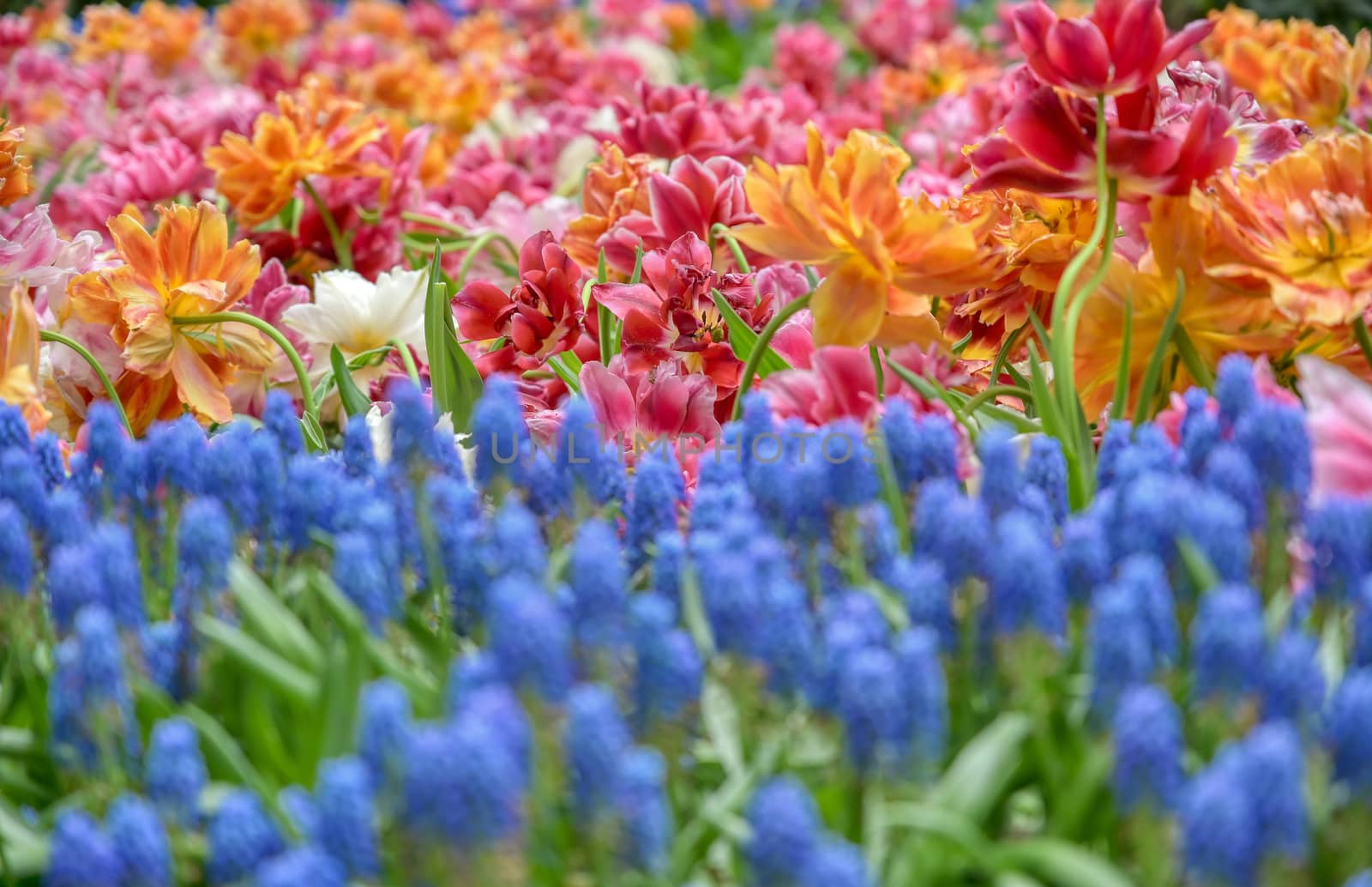 Rows of tulips and other flowers in a garden in the Netherlands.