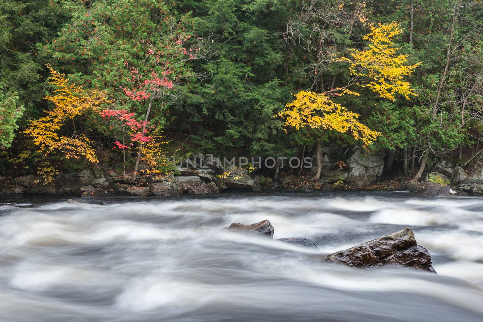 Colourful fall forest on a riverside of frozen-motion Oxtongue river, Muskoka, Ontario