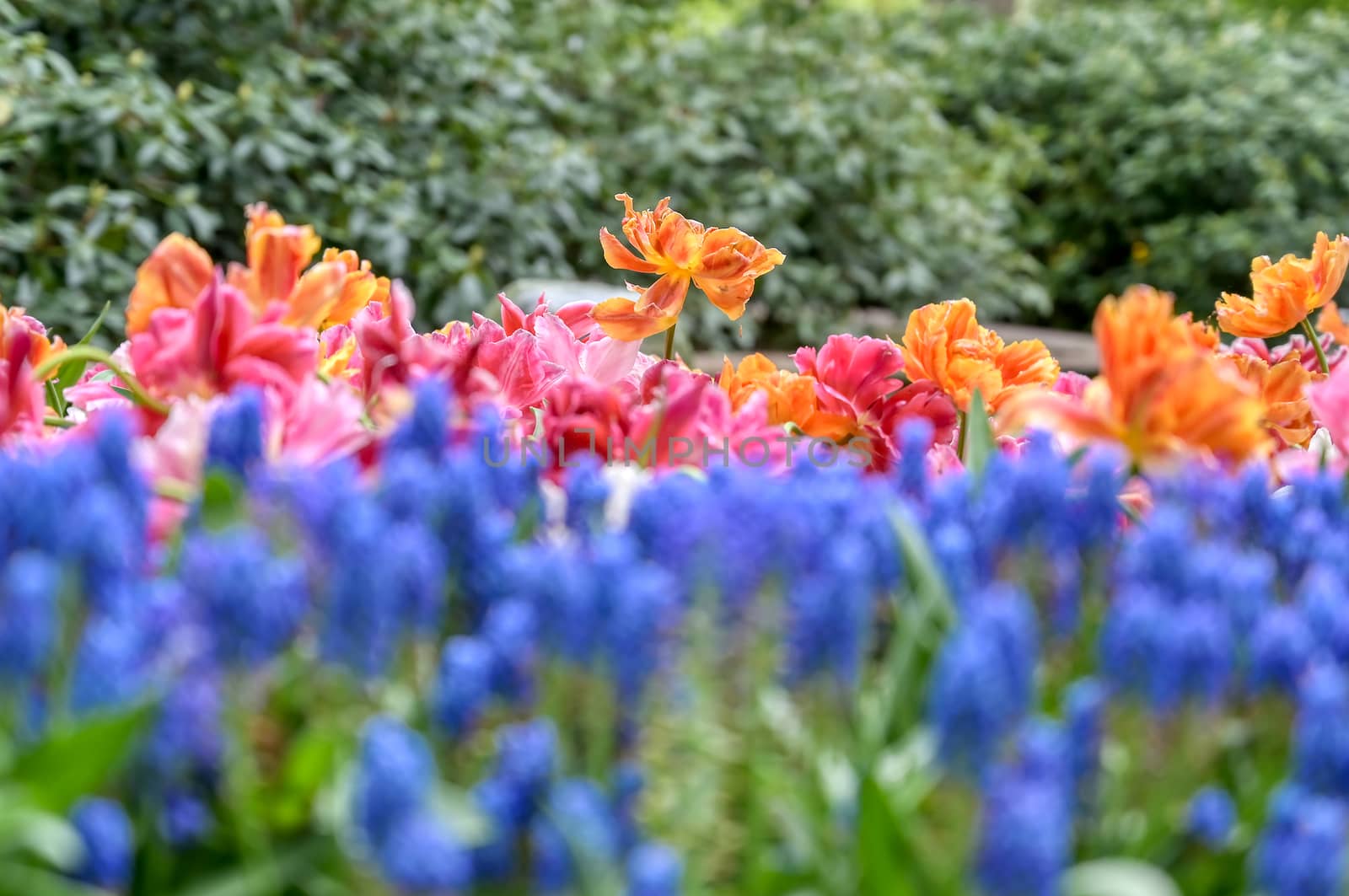 Rows of tulips and other flowers in a garden in the Netherlands.