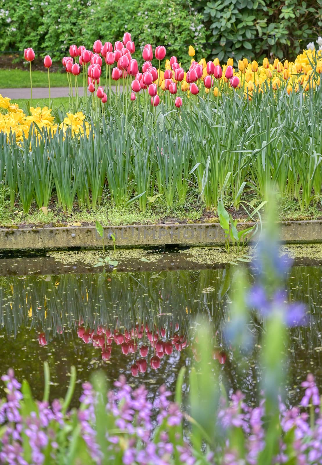 Rows of tulips and other flowers in a garden in the Netherlands.