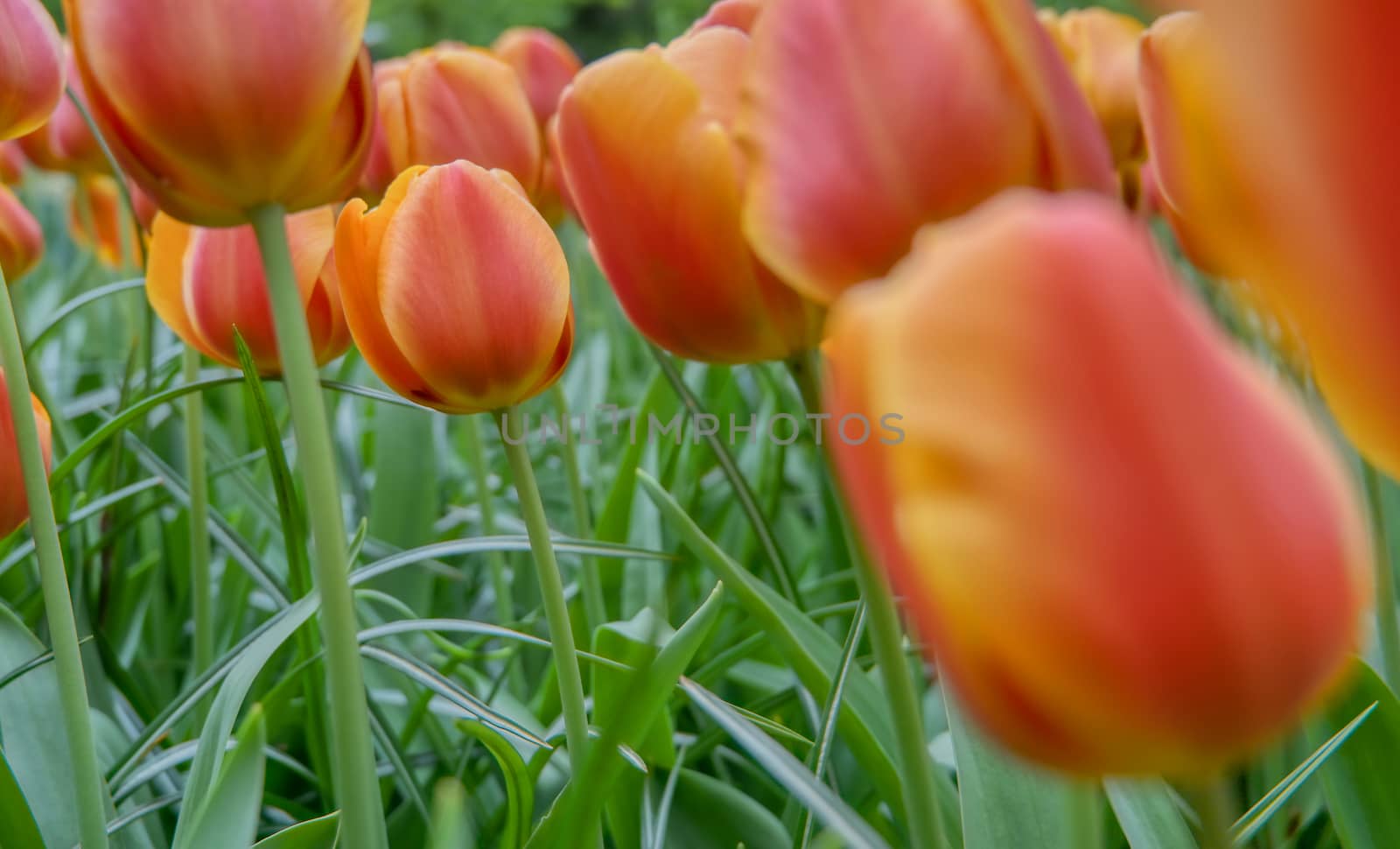 Rows of tulips and other flowers in a garden in the Netherlands.