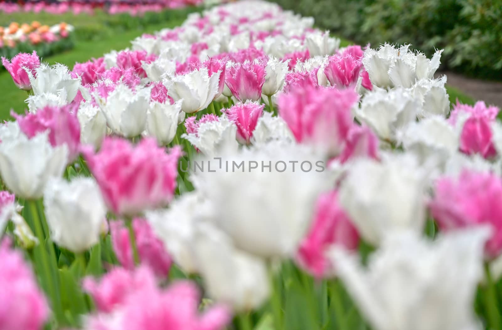 Tulips in Holland by jbyard22